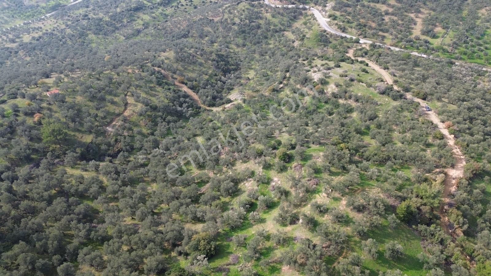 İzmir Dikili Yenice Mahallesinde Satılık Zeytinlik - Görsel 26