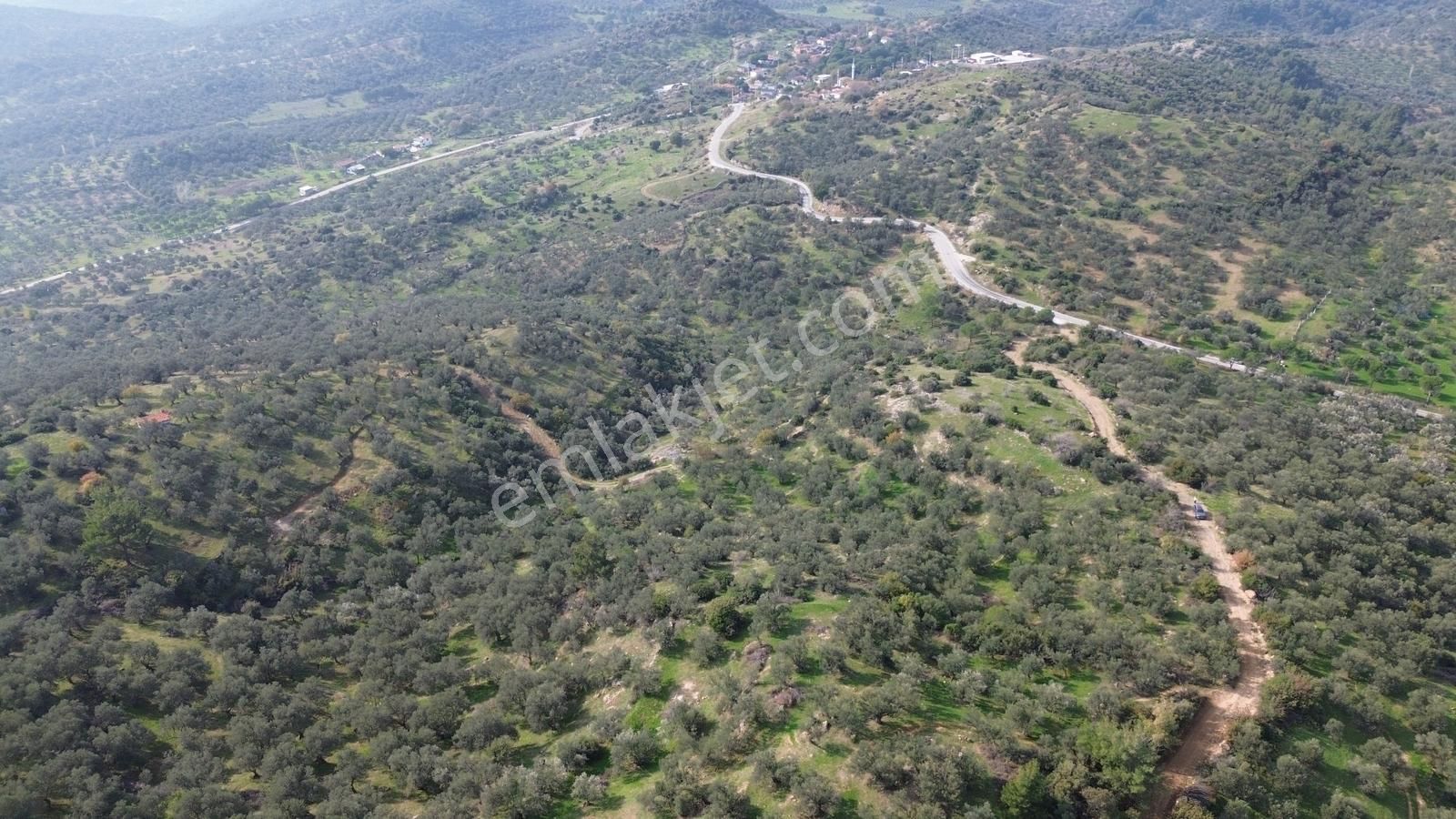 İzmir Dikili Yenice Mahallesinde Satılık Zeytinlik - Görsel 27