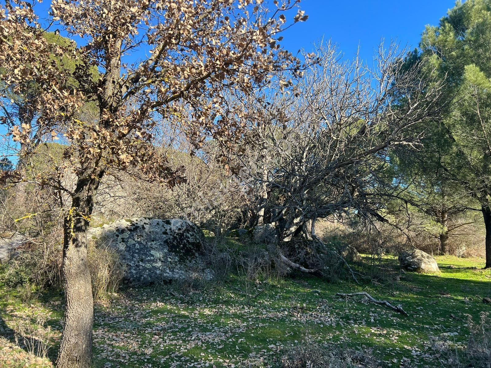 Bergama Kozak Yaylası Aşağıcuma Mahallesinde Satılık Bağ - Görsel 32
