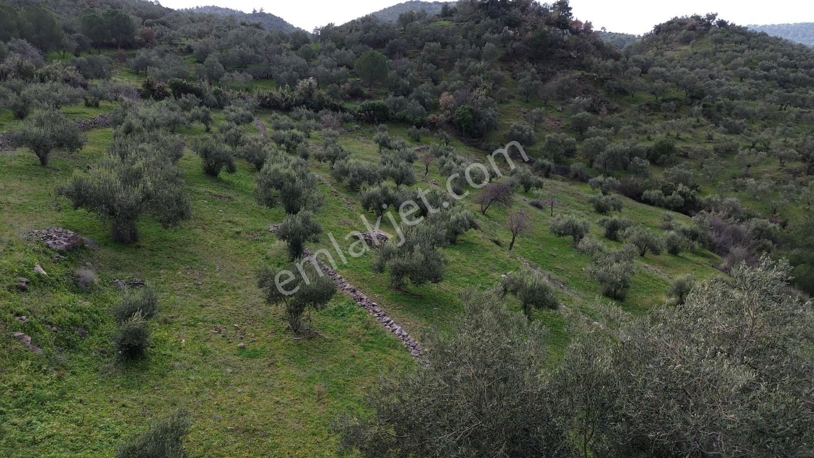 Dikili Çağlan Mahallesinde 7.772 M2 Satılık Tarla - Görsel 35