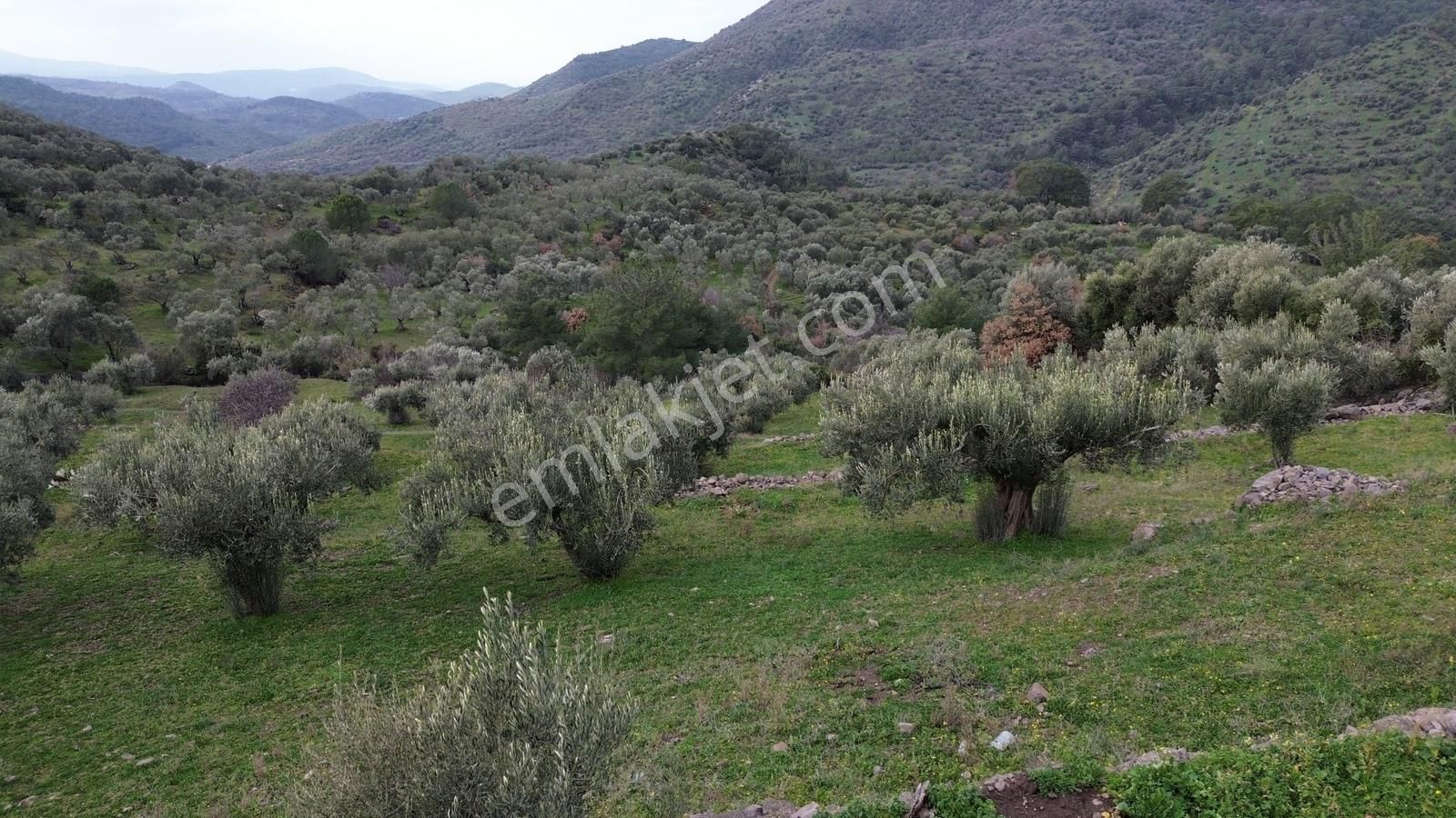 Dikili Çağlan Mahallesinde 7.772 M2 Satılık Tarla - Görsel 4