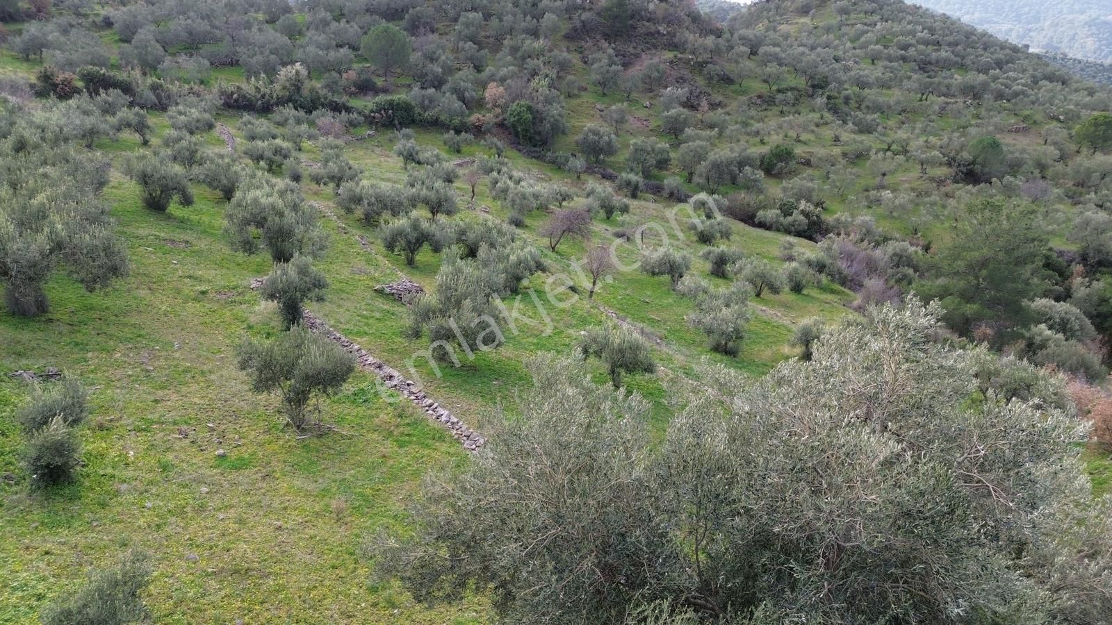 Dikili Çağlan Mahallesinde 7.772 M2 Satılık Tarla - Görsel 10