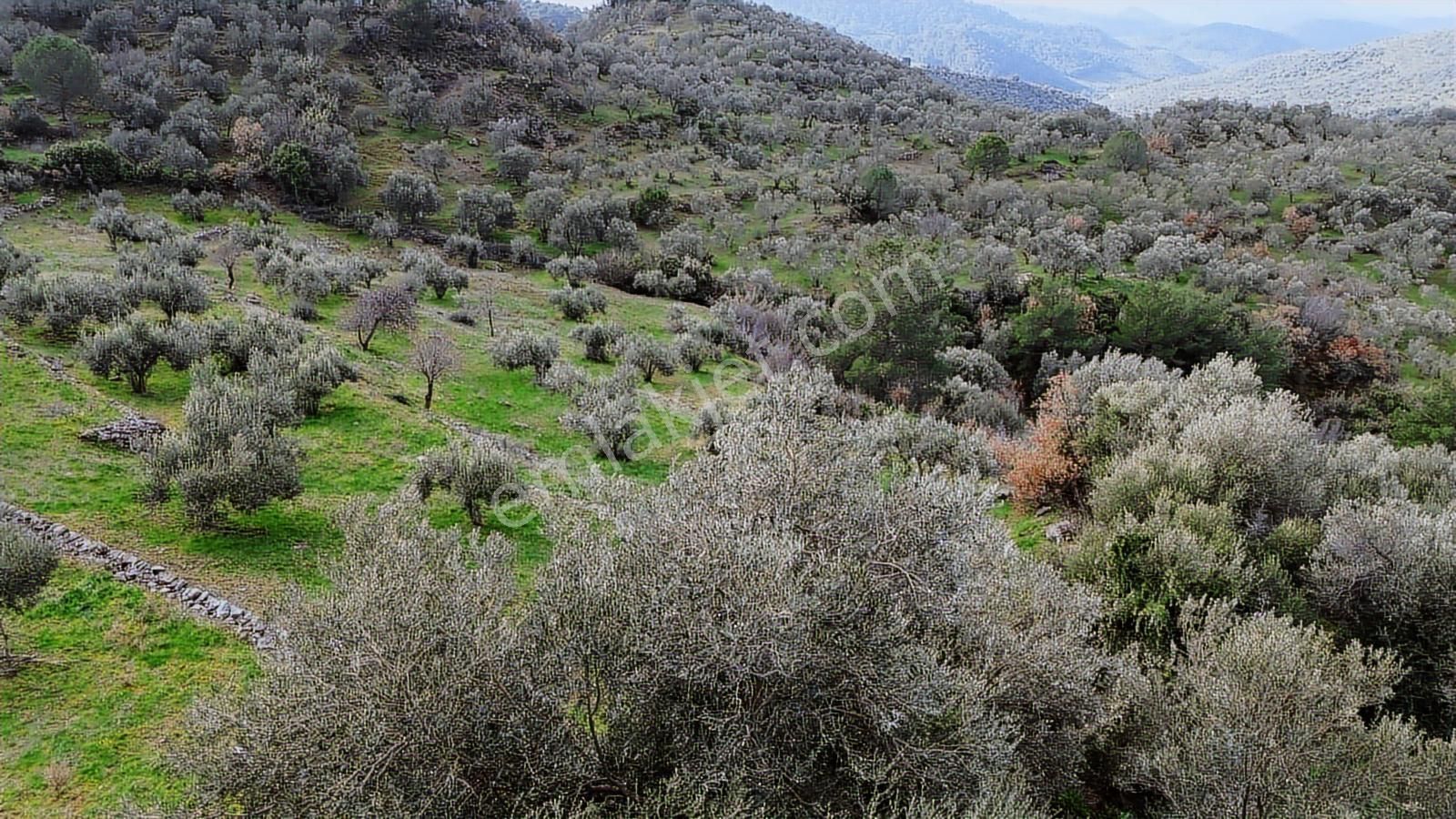 Dikili Çağlan Mahallesinde 7.772 M2 Satılık Tarla - Görsel 33
