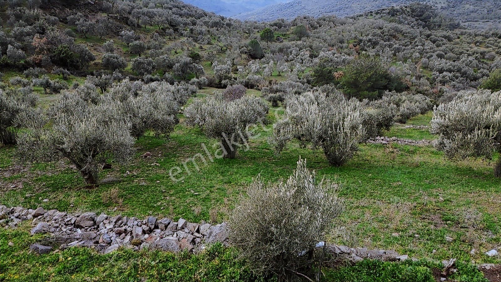 Dikili Çağlan Mahallesinde 7.772 M2 Satılık Tarla - Görsel 12