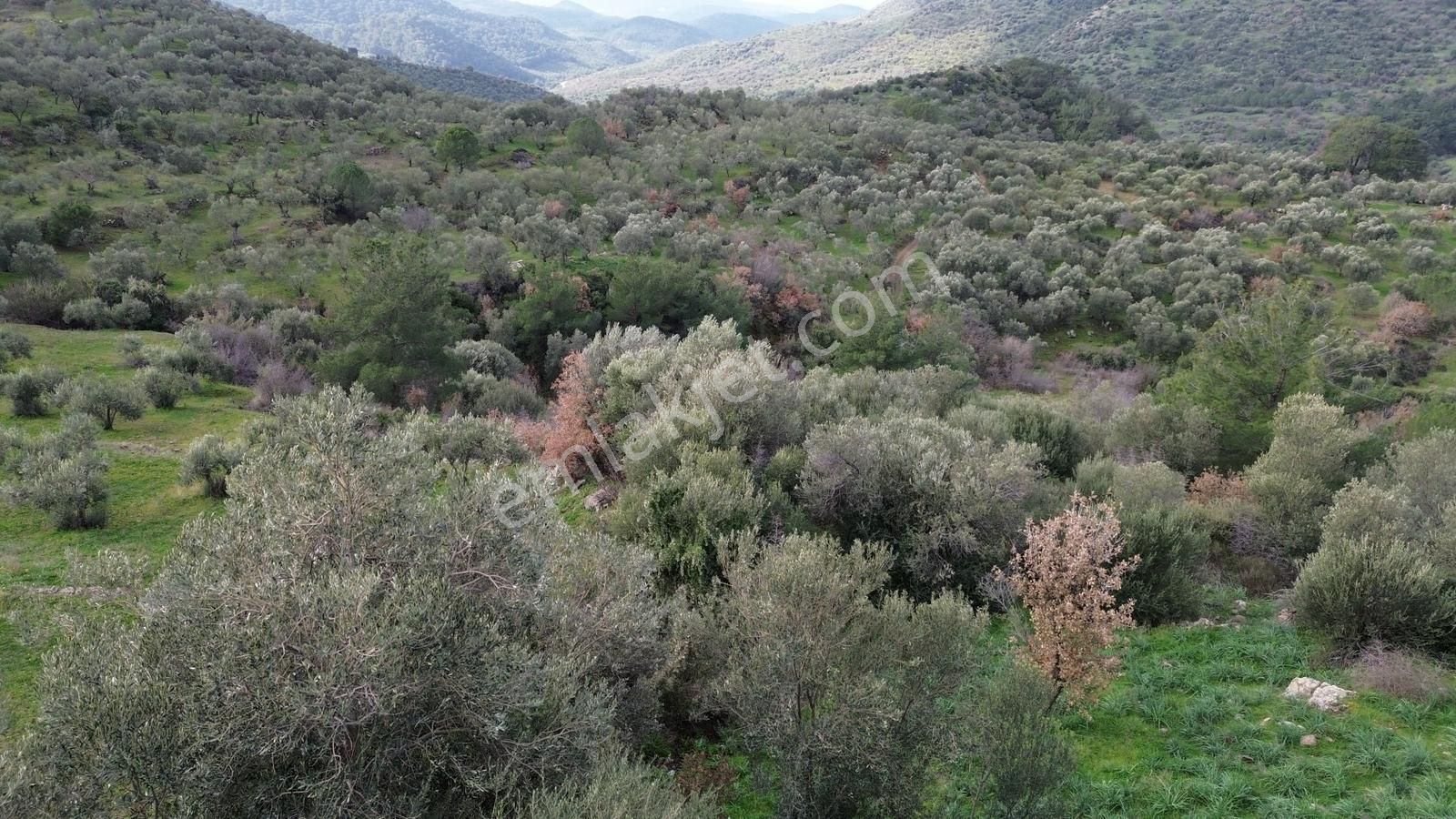 Dikili Çağlan Mahallesinde 7.772 M2 Satılık Tarla - Görsel 20