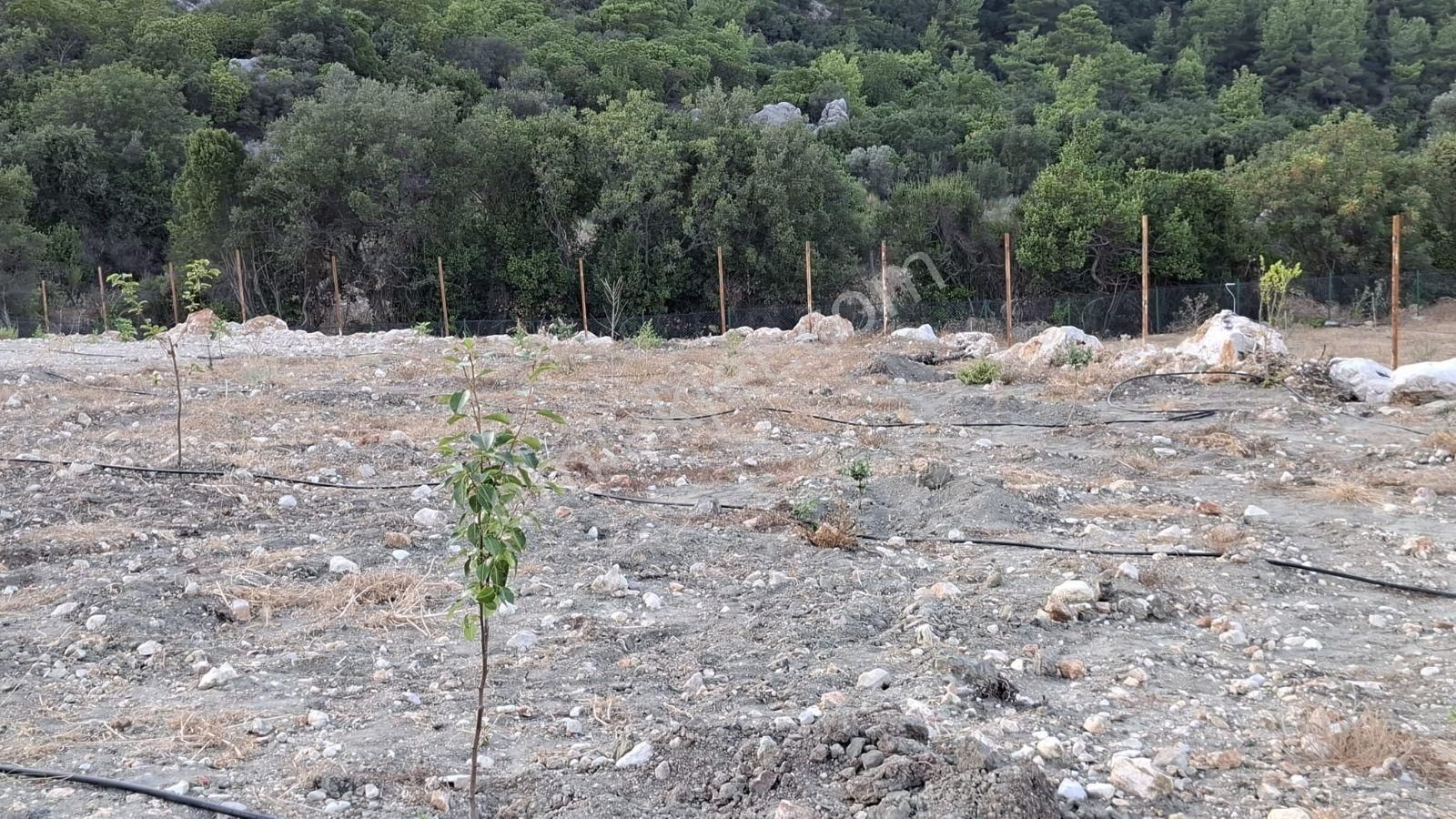Kumluca Yeşilköyde 12.000 M² Prefabrikli, Elektrikli Ve Sondaj - Görsel 3