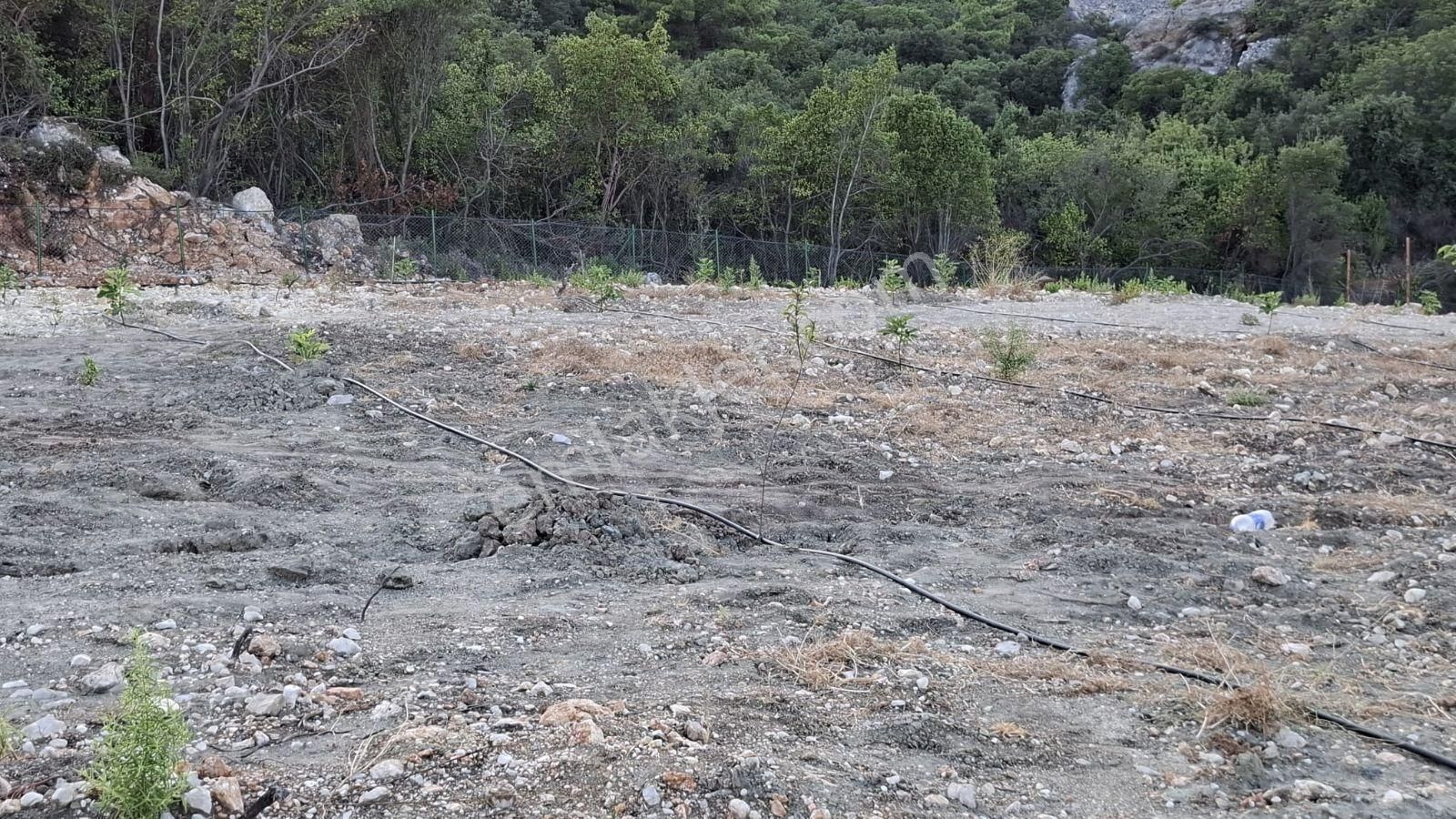 Kumluca Yeşilköyde 12.000 M² Prefabrikli, Elektrikli Ve Sondaj - Görsel 4