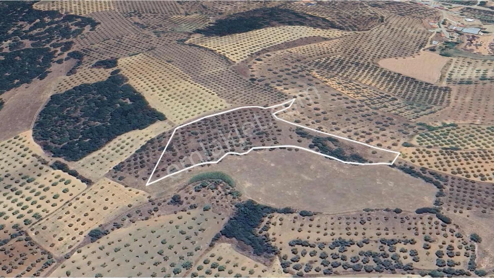 Tire Işıklarda Elektrik Mevcut, Yan Yana Tarla Fırsatı!