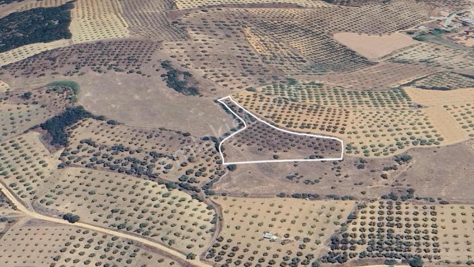 Tire Işıklarda Elektrik Mevcut, Yan Yana Tarla Fırsatı! - Görsel 6