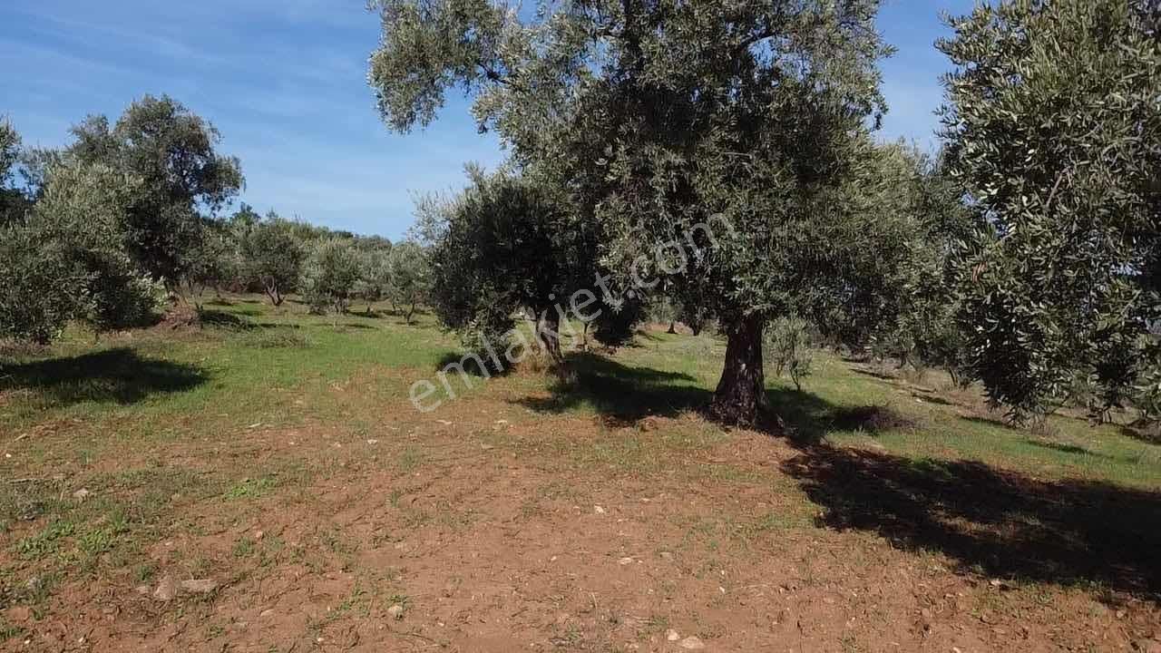 Tire Ayaklıkırı Mah./ - Görsel 2