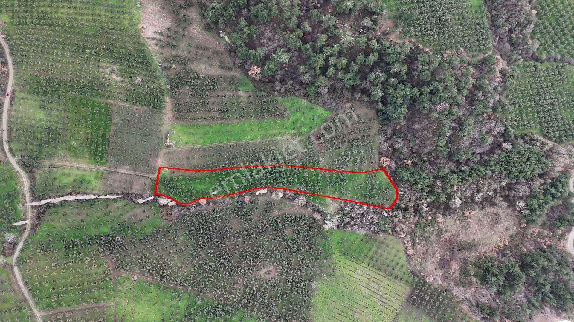 C21 Cius; Gemlik Hamidiye Köyünde 6.508 M² Verimli Zeytinlik