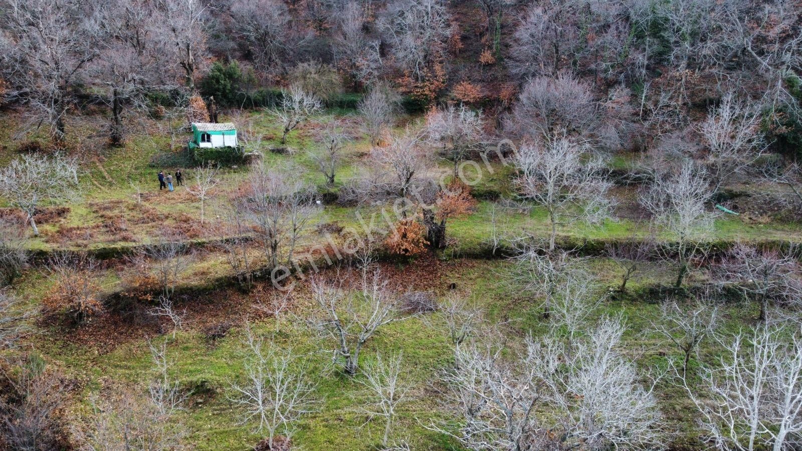 Tire Çukur Köy Mah Kaçırılmayacak Fırsat Meyve Bahçesi - Görsel 20