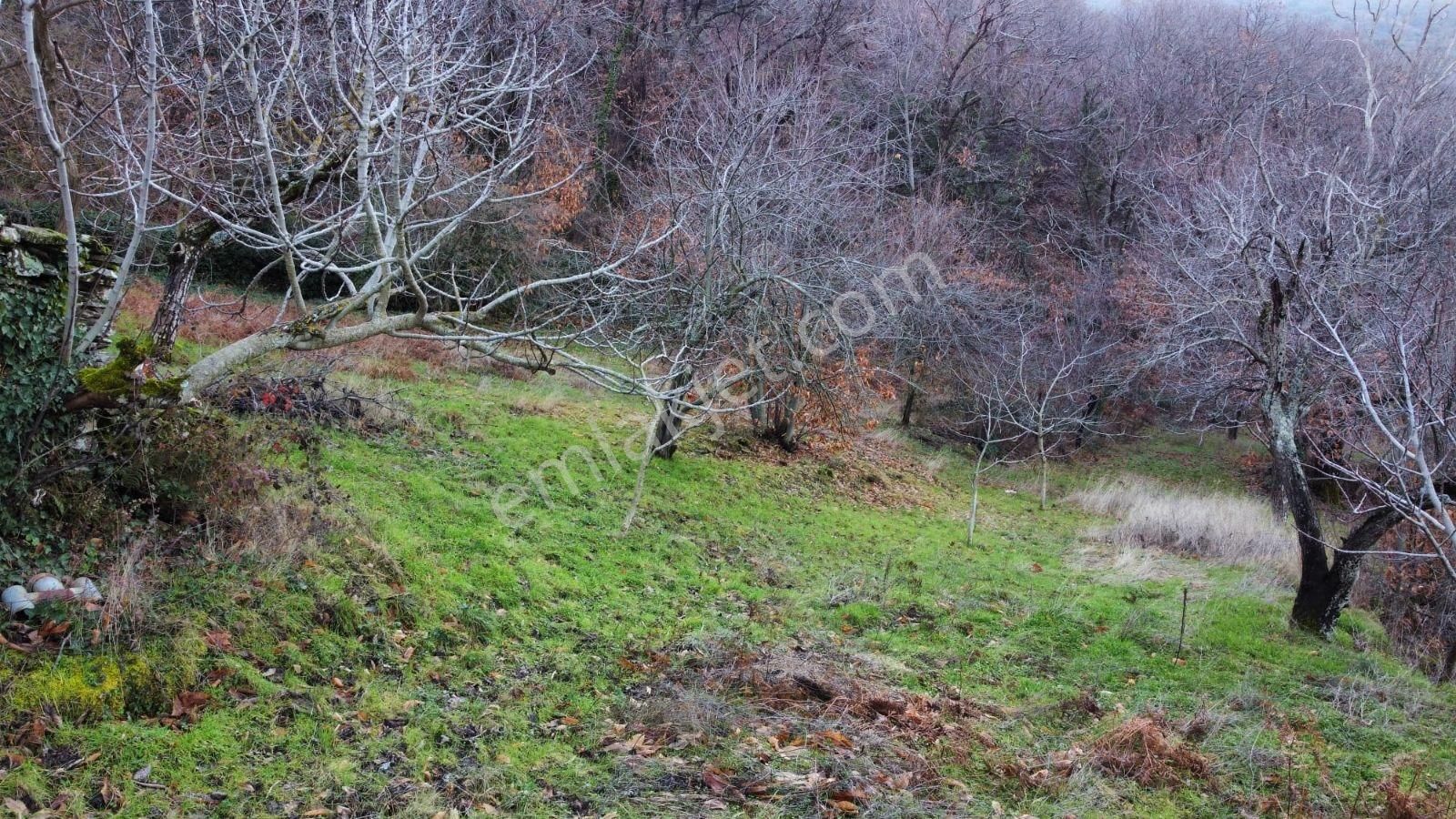 Tire Çukur Köy Mah Kaçırılmayacak Fırsat Meyve Bahçesi - Görsel 9