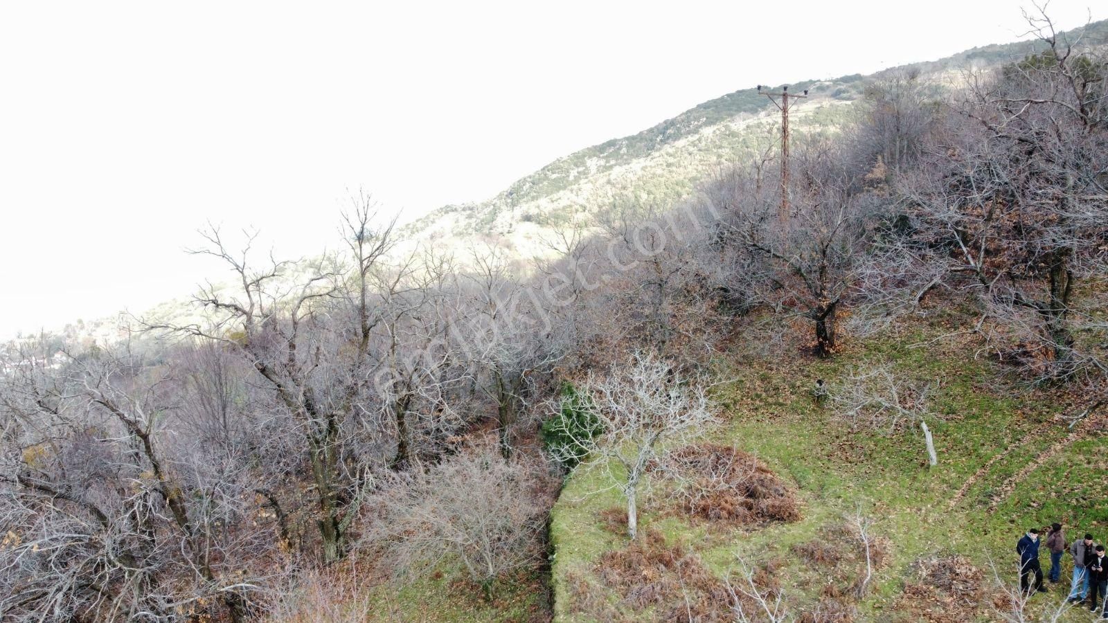 Tire Çukur Köy Mah Kaçırılmayacak Fırsat Meyve Bahçesi - Görsel 5
