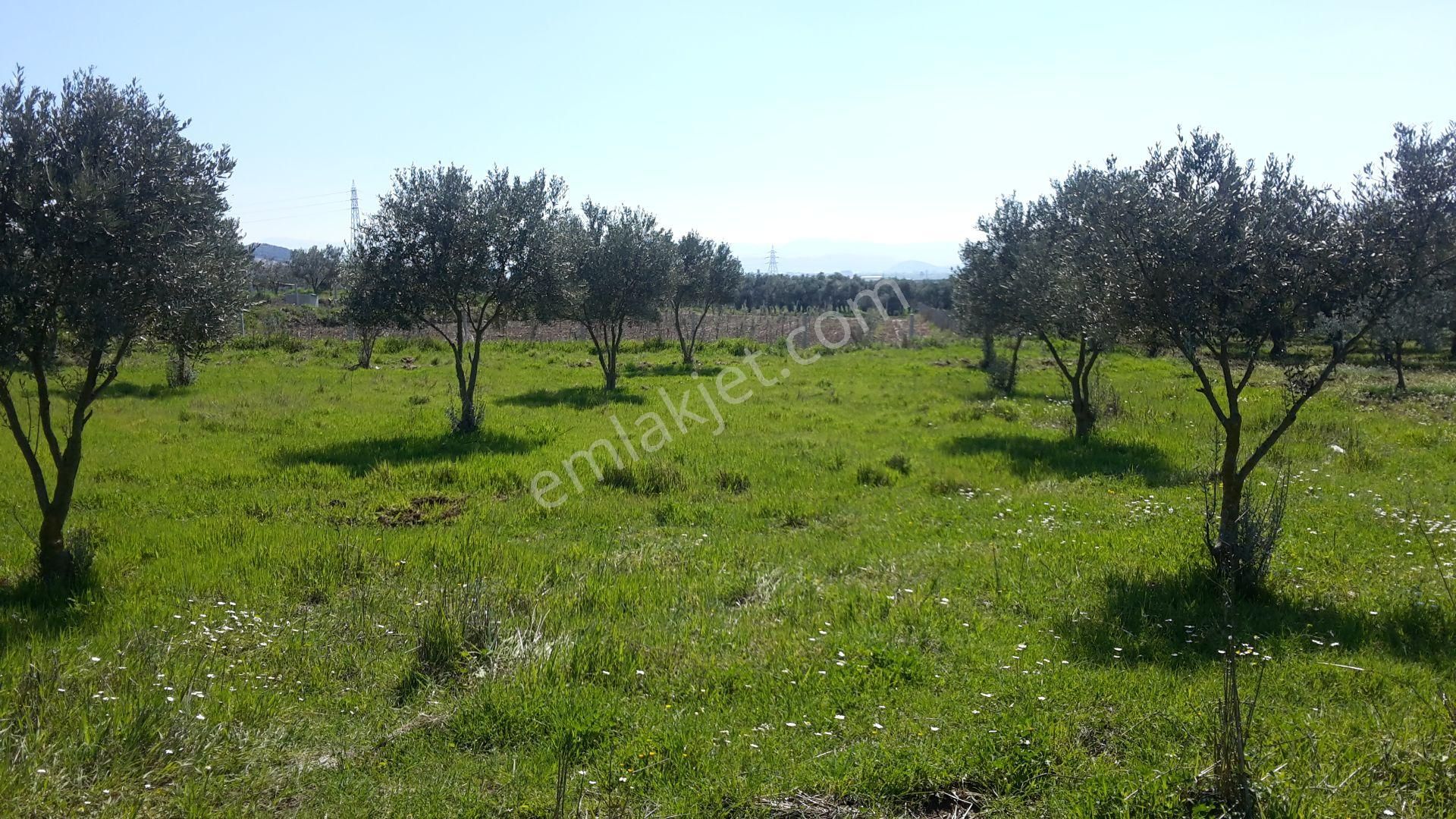Torbalı Emlak'tan Torbalı Arslanlar'da Eski Köy İçin Mevkisinde Yolu Olan 5000m2 Arazi Satılıktır - Görsel 5
