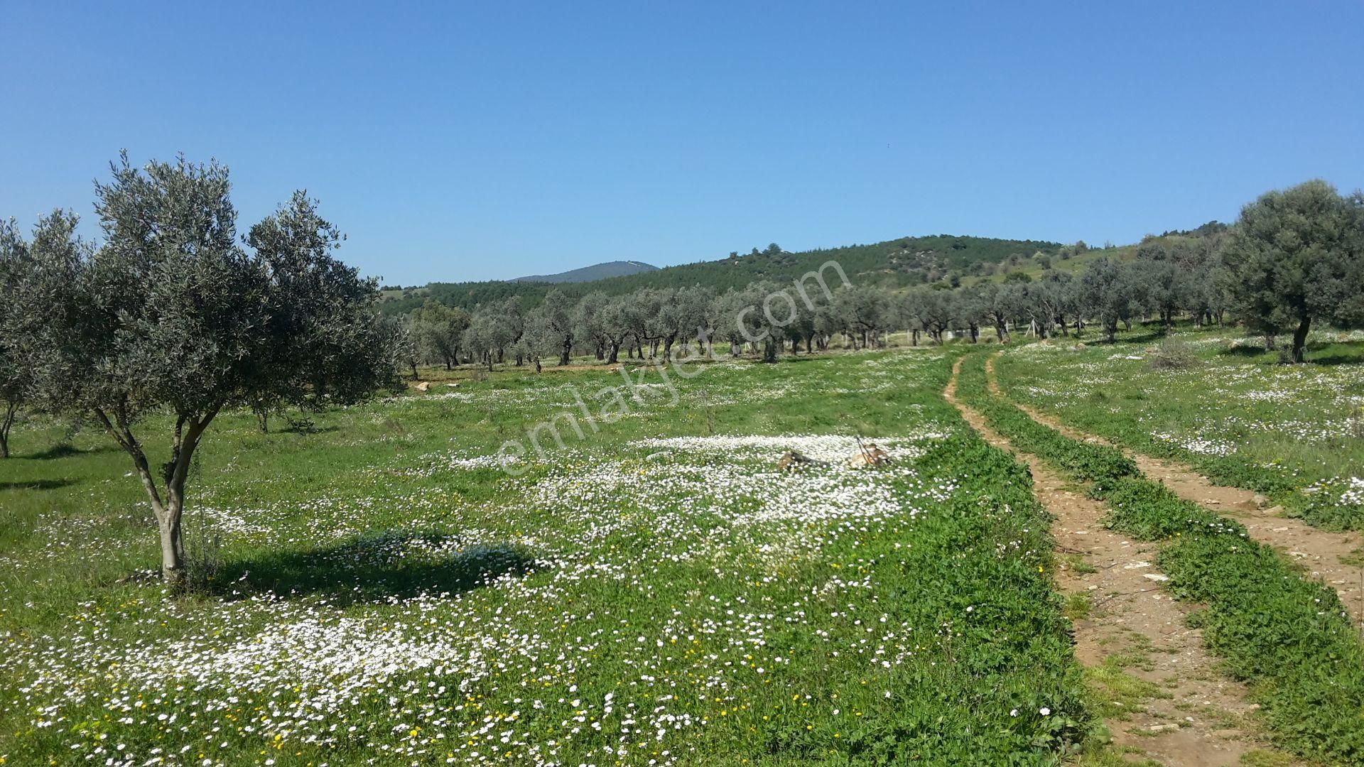 Torbalı Emlak'tan Torbalı Arslanlar'da Eski Köy İçin Mevkisinde Yolu Olan 5000m2 Arazi Satılıktır - Görsel 6