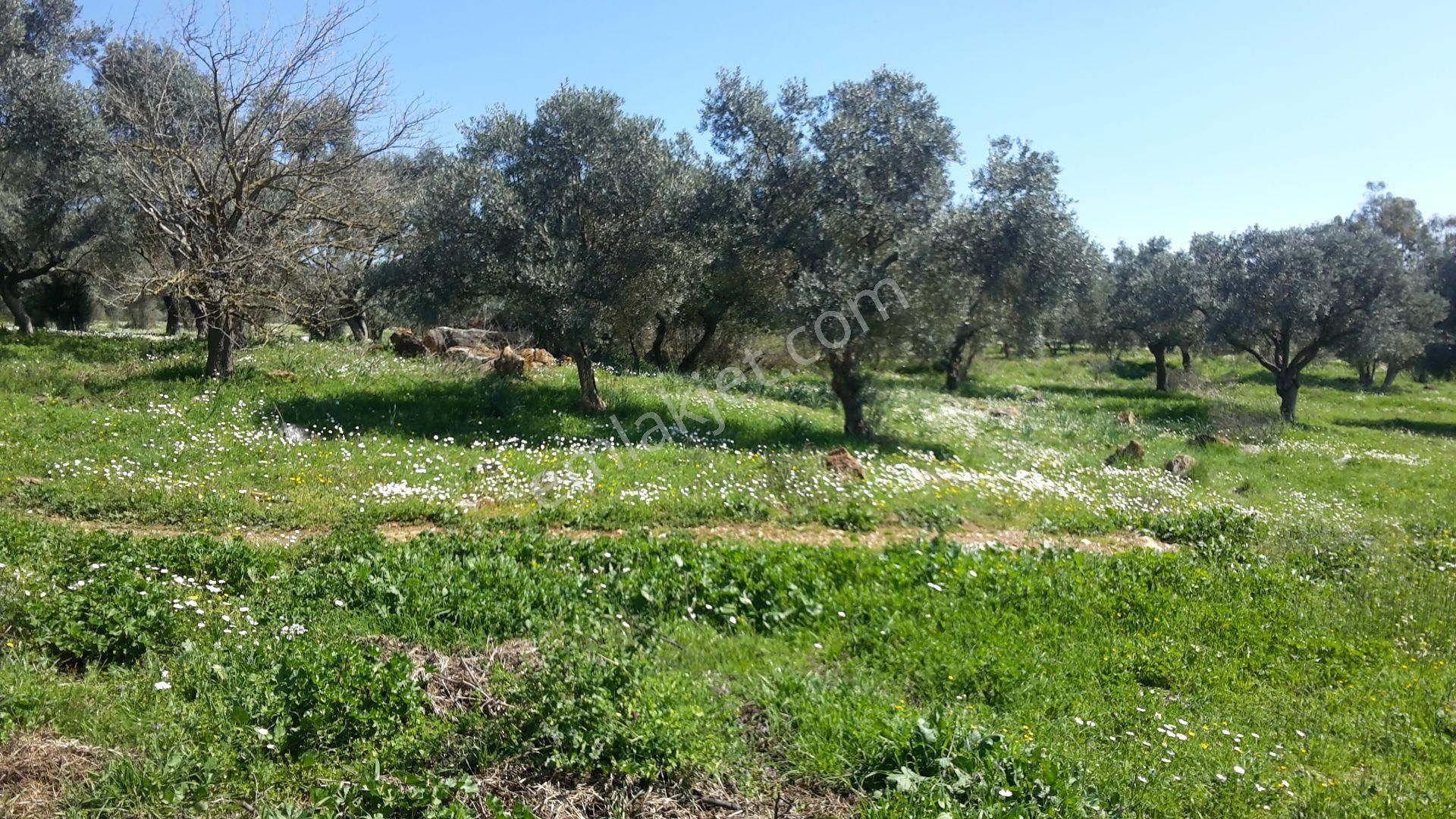 Torbalı Emlak'tan Torbalı Arslanlar'da Eski Köy İçin Mevkisinde Yolu Olan 5000m2 Arazi Satılıktır - Görsel 8