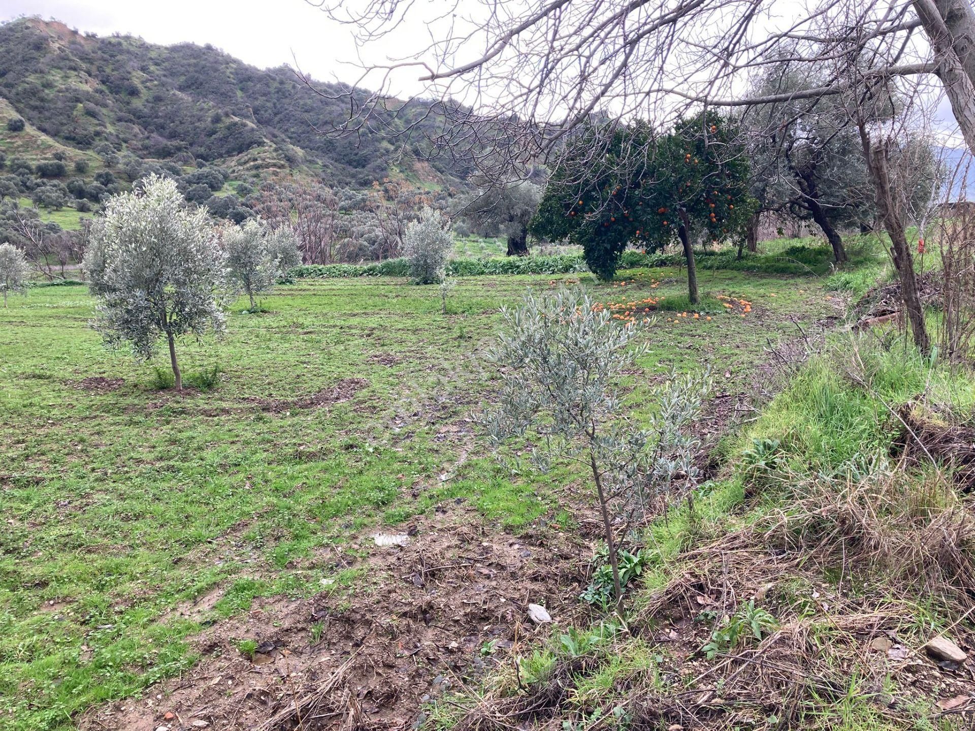 Araç Takaslı Nazilli Yakını Kestel Mah Köyiçi İmarlı Arsa Ve Bahçe 1446 M2 - Görsel 8