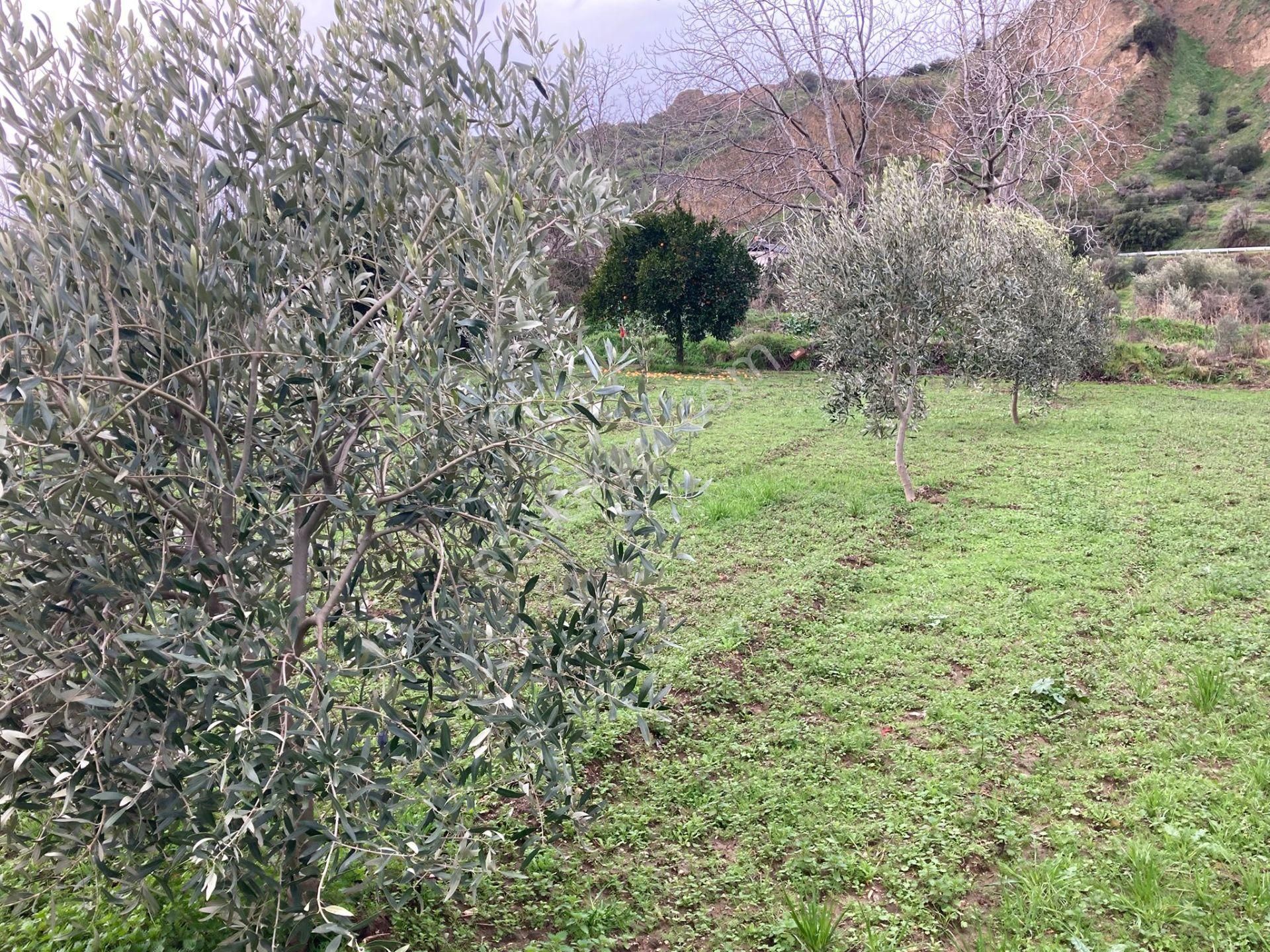 Araç Takaslı Nazilli Yakını Kestel Mah Köyiçi İmarlı Arsa Ve Bahçe 1446 M2 - Görsel 14