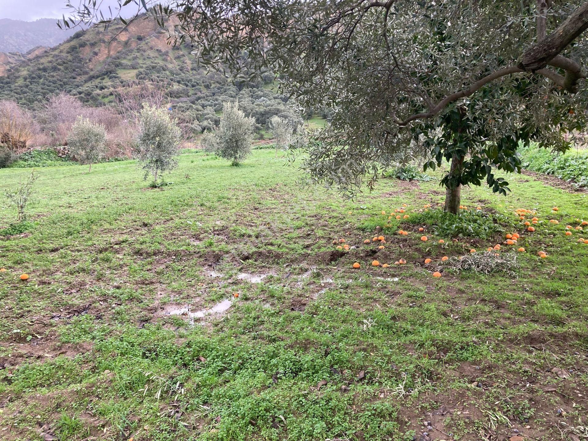 Araç Takaslı Nazilli Yakını Kestel Mah Köyiçi İmarlı Arsa Ve Bahçe 1446 M2 - Görsel 7