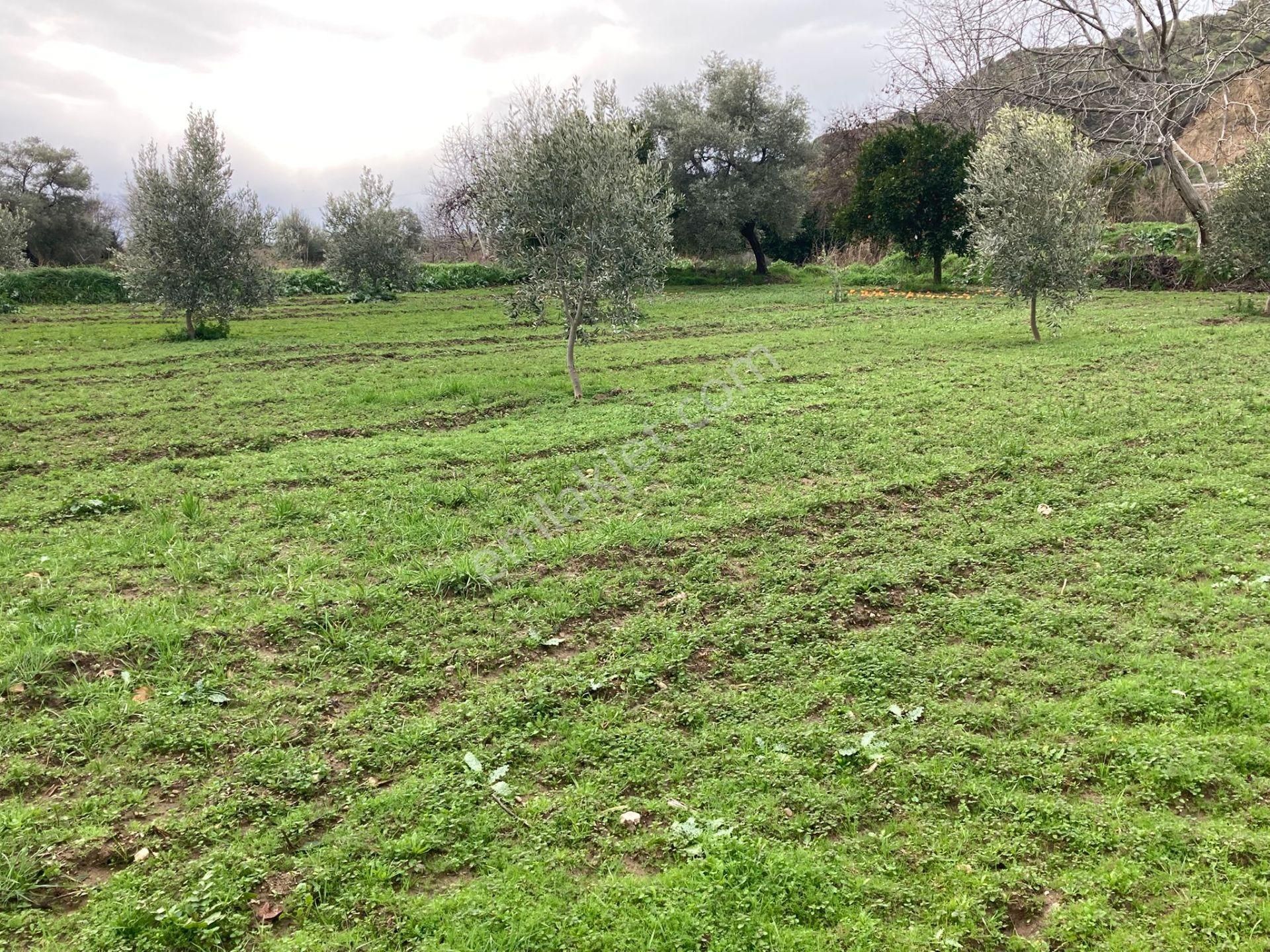 Araç Takaslı Nazilli Yakını Kestel Mah Köyiçi İmarlı Arsa Ve Bahçe 1446 M2 - Görsel 3