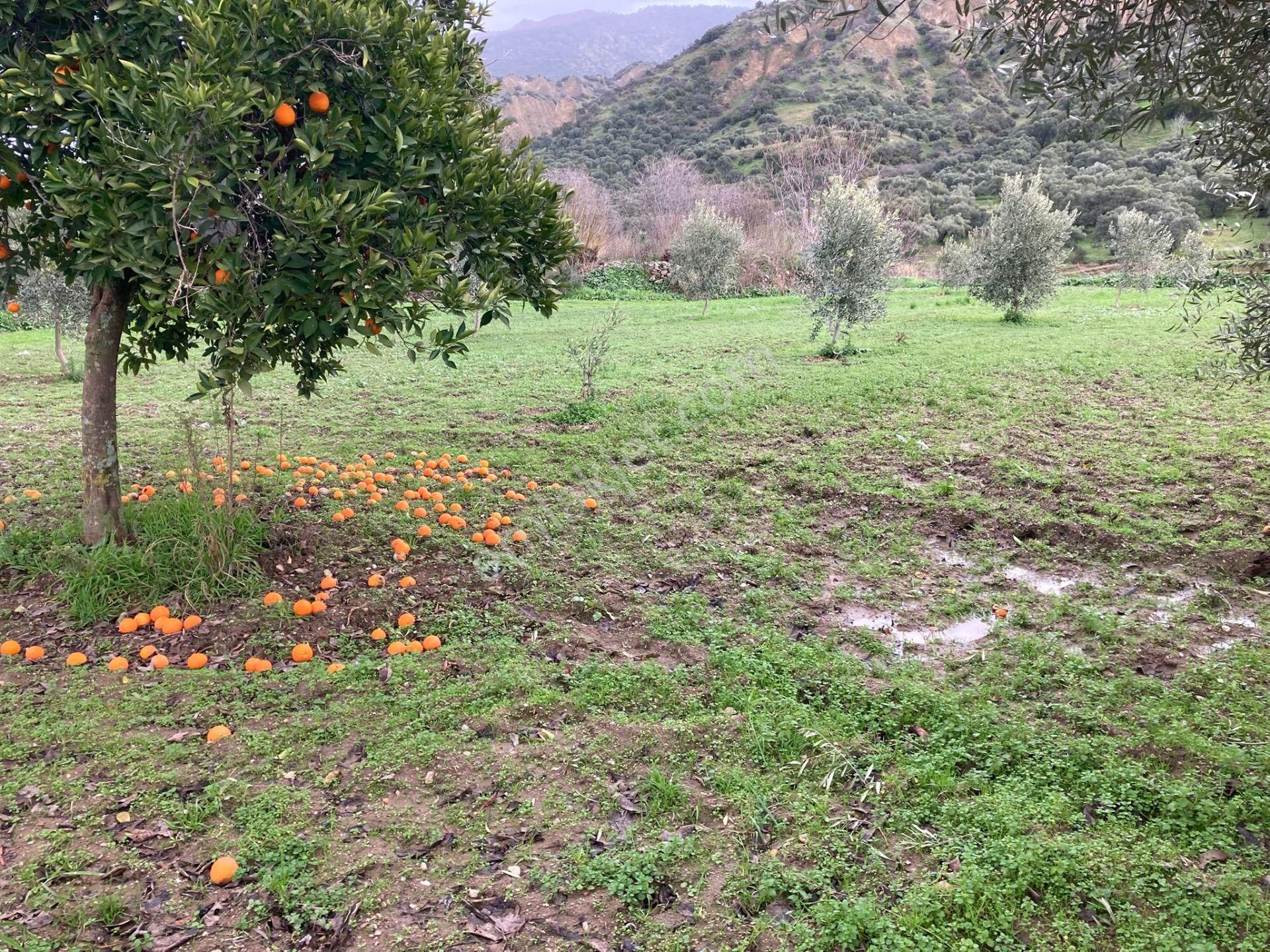 Araç Takaslı Nazilli Yakını Kestel Mah Köyiçi İmarlı Arsa Ve Bahçe 1446 M2 - Görsel 2