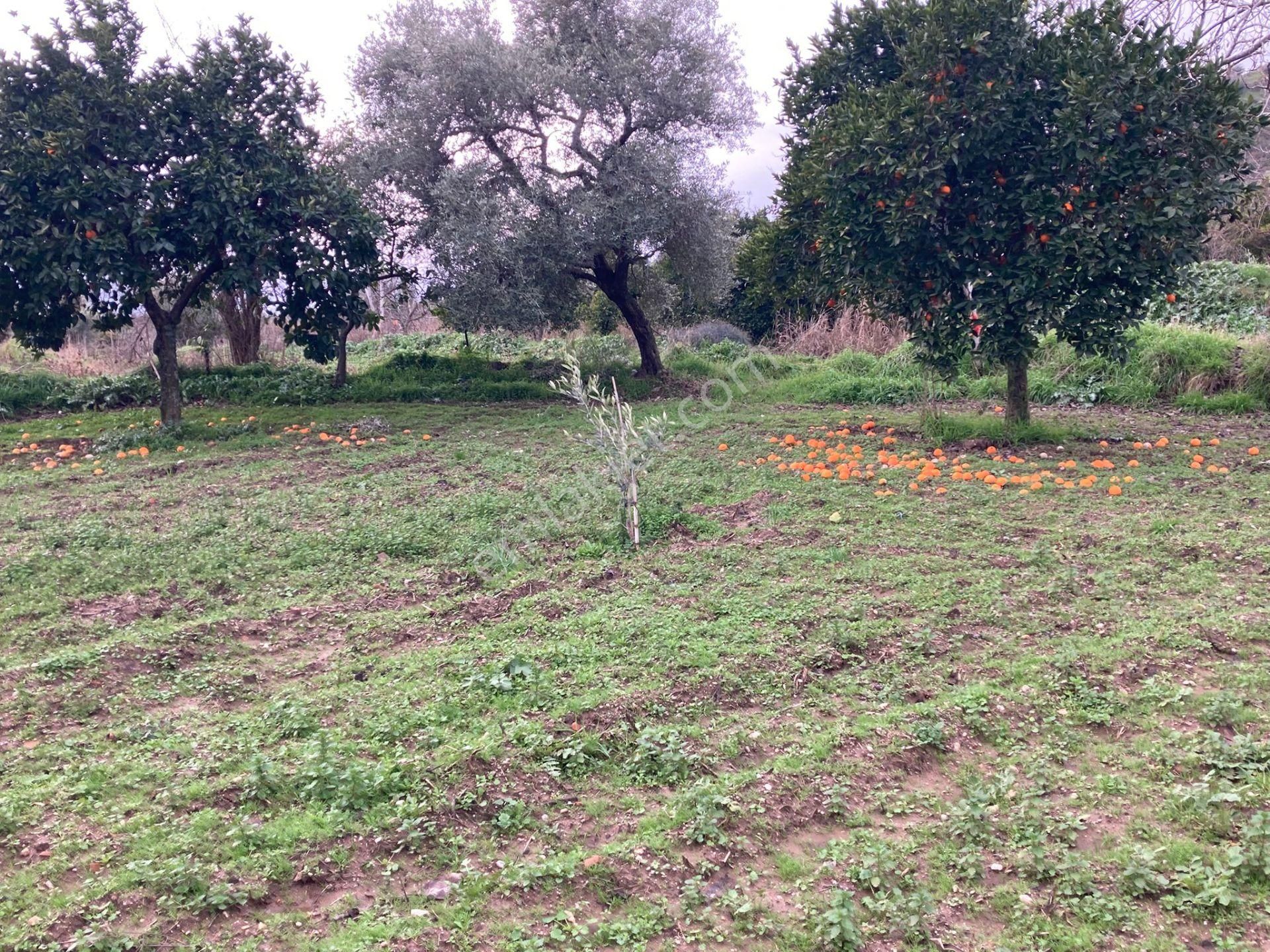 Araç Takaslı Nazilli Yakını Kestel Mah Köyiçi İmarlı Arsa Ve Bahçe 1446 M2 - Görsel 5
