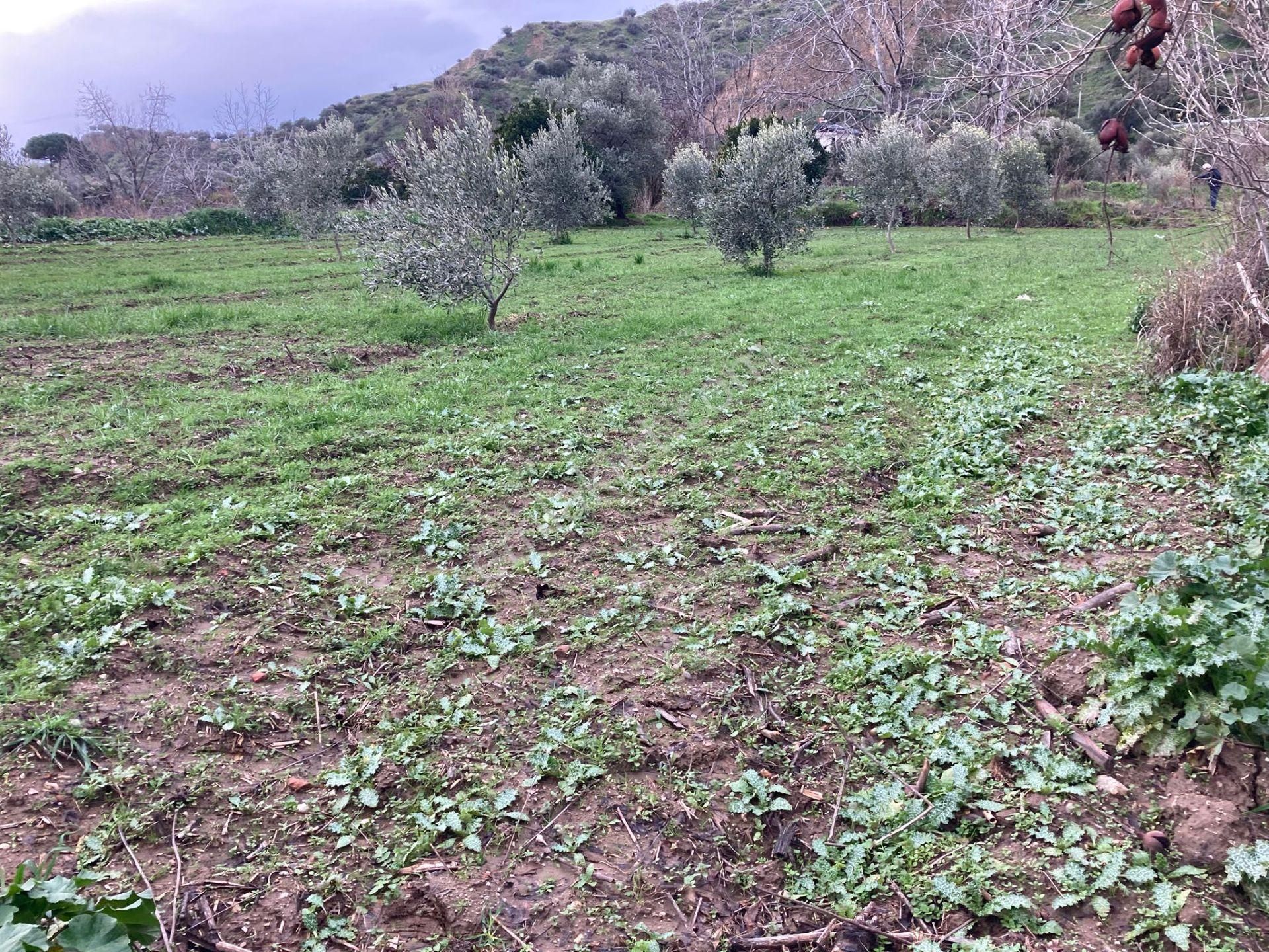 Araç Takaslı Nazilli Yakını Kestel Mah Köyiçi İmarlı Arsa Ve Bahçe 1446 M2 - Görsel 13