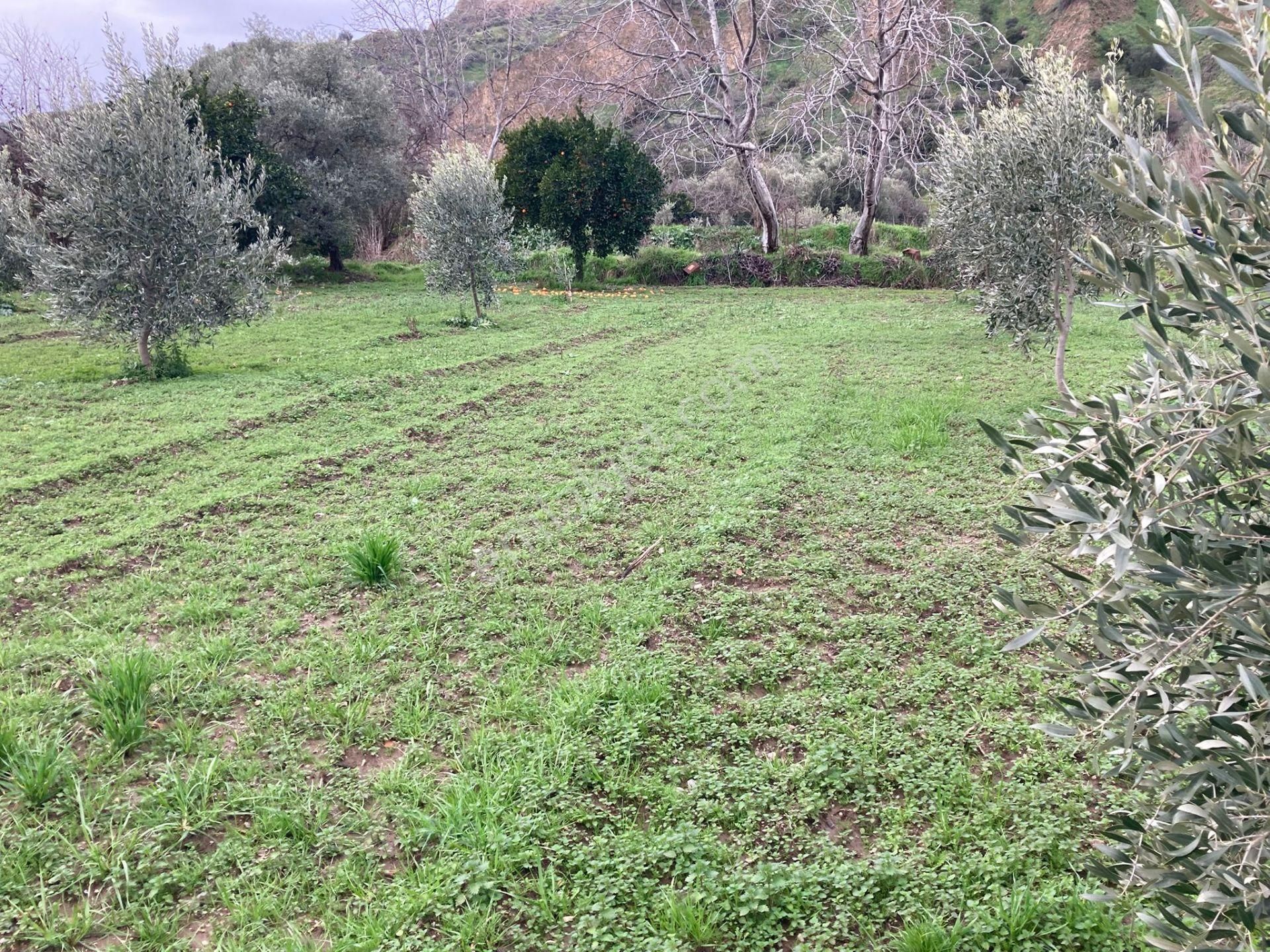 Araç Takaslı Nazilli Yakını Kestel Mah Köyiçi İmarlı Arsa Ve Bahçe 1446 M2 - Görsel 9