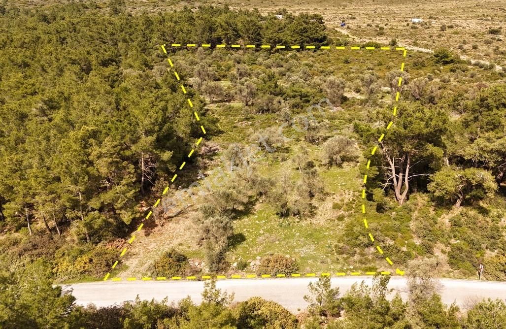 Fırsat! Ormanın İçinde, Resmi Yollu, Manzaralı Zeytinlik - Görsel 2