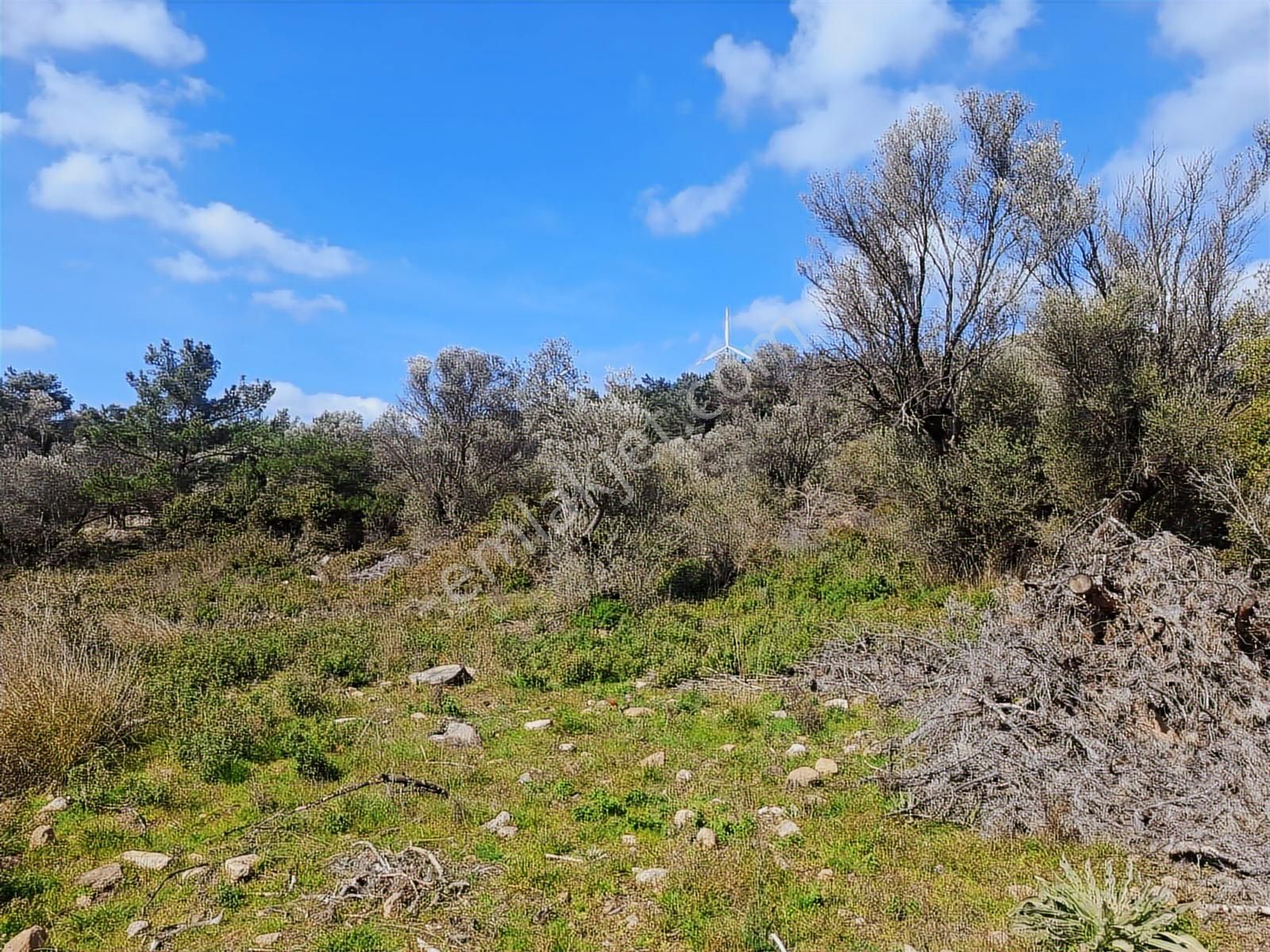 Fırsat! Ormanın İçinde, Resmi Yollu, Manzaralı Zeytinlik - Görsel 12