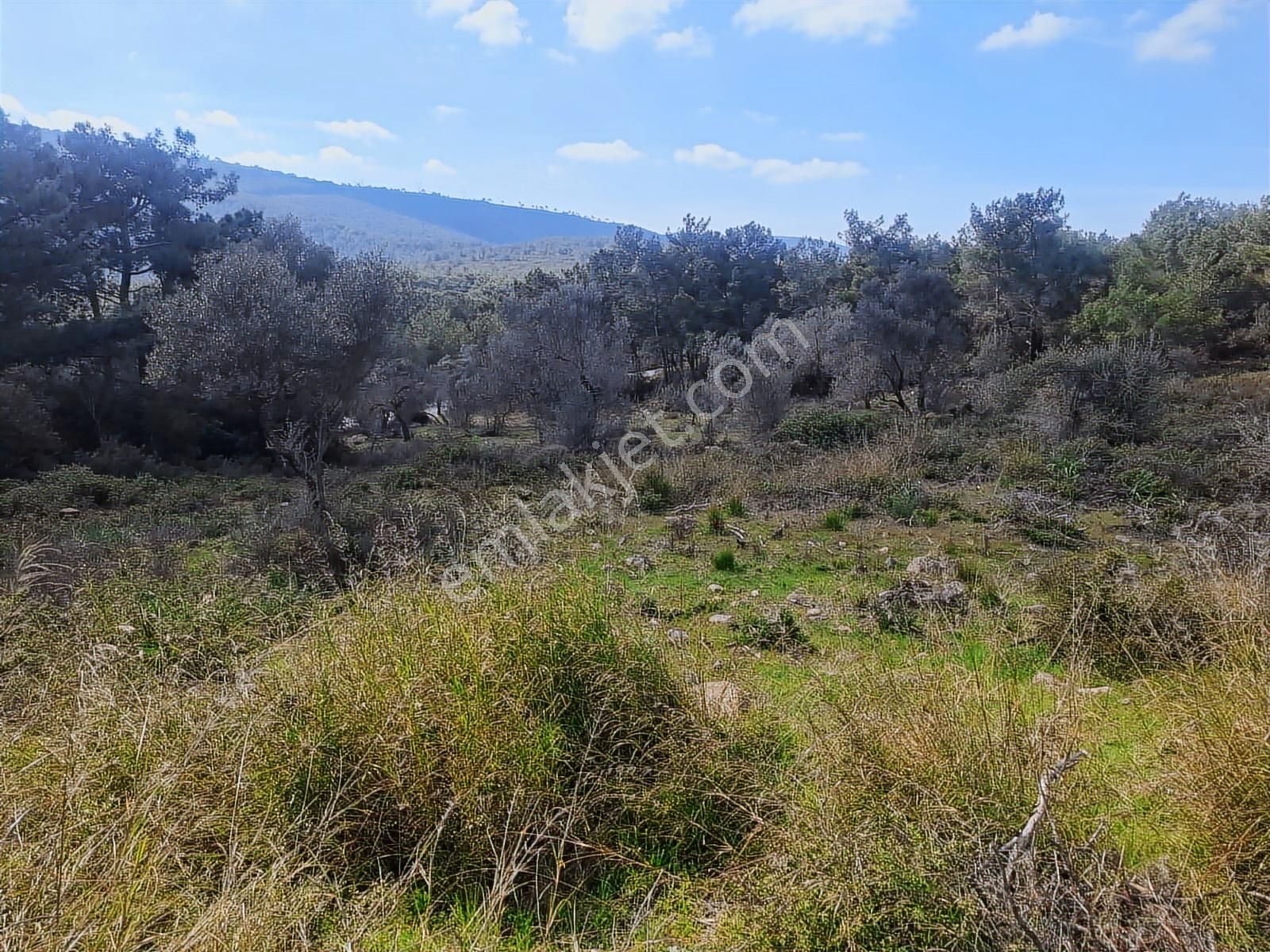 Fırsat! Ormanın İçinde, Resmi Yollu, Manzaralı Zeytinlik - Görsel 3
