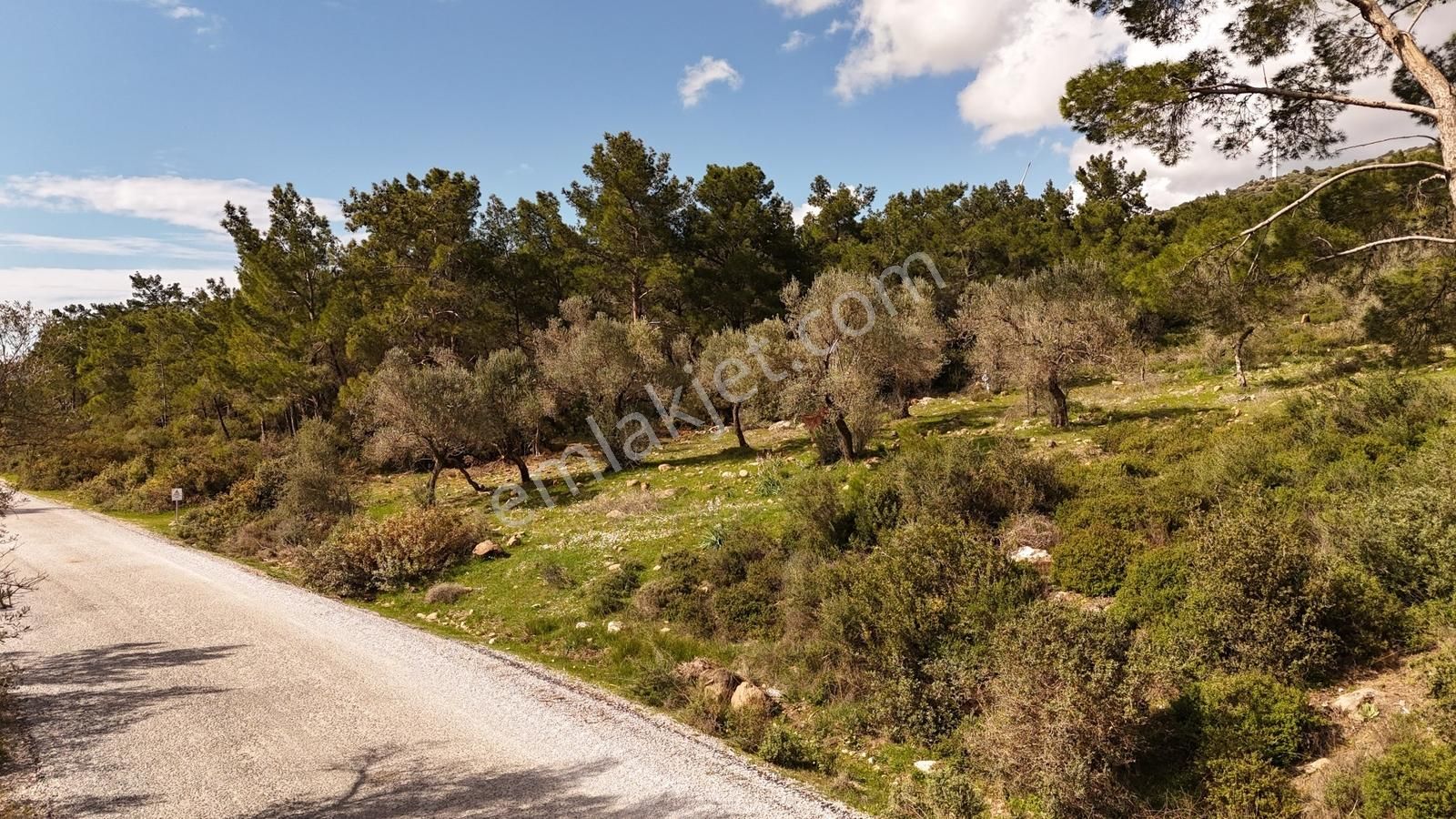 Fırsat! Ormanın İçinde, Resmi Yollu, Manzaralı Zeytinlik - Görsel 10