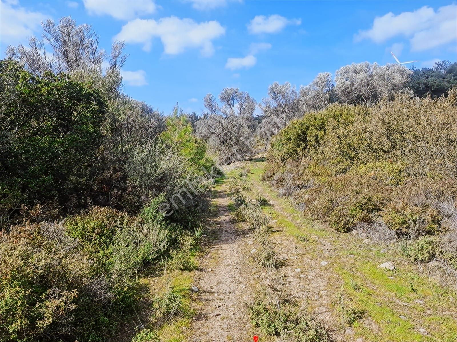 Fırsat! Ormanın İçinde, Resmi Yollu, Manzaralı Zeytinlik - Görsel 13