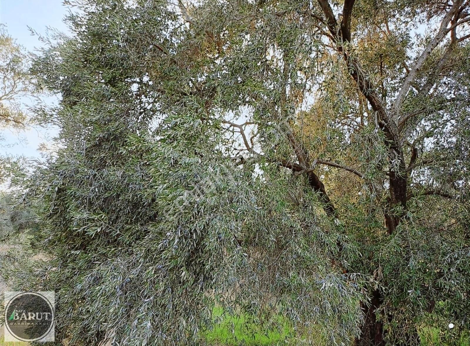 Germencik Alangüllü Köy Ana Yoluna Sıfır 8690 M2 Harika Bahçe - Görsel 5