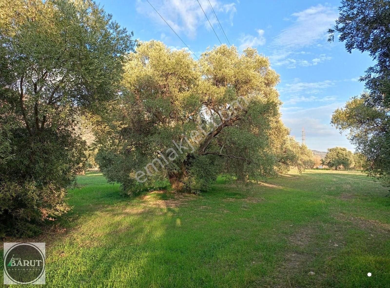 Germencik Alangüllü Köy Ana Yoluna Sıfır 8690 M2 Harika Bahçe - Görsel 3