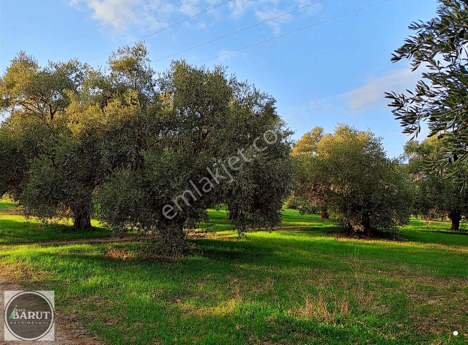 Germencik Alangüllü Köy Ana Yoluna Sıfır 8690 M2 Harika Bahçe - Görsel 9