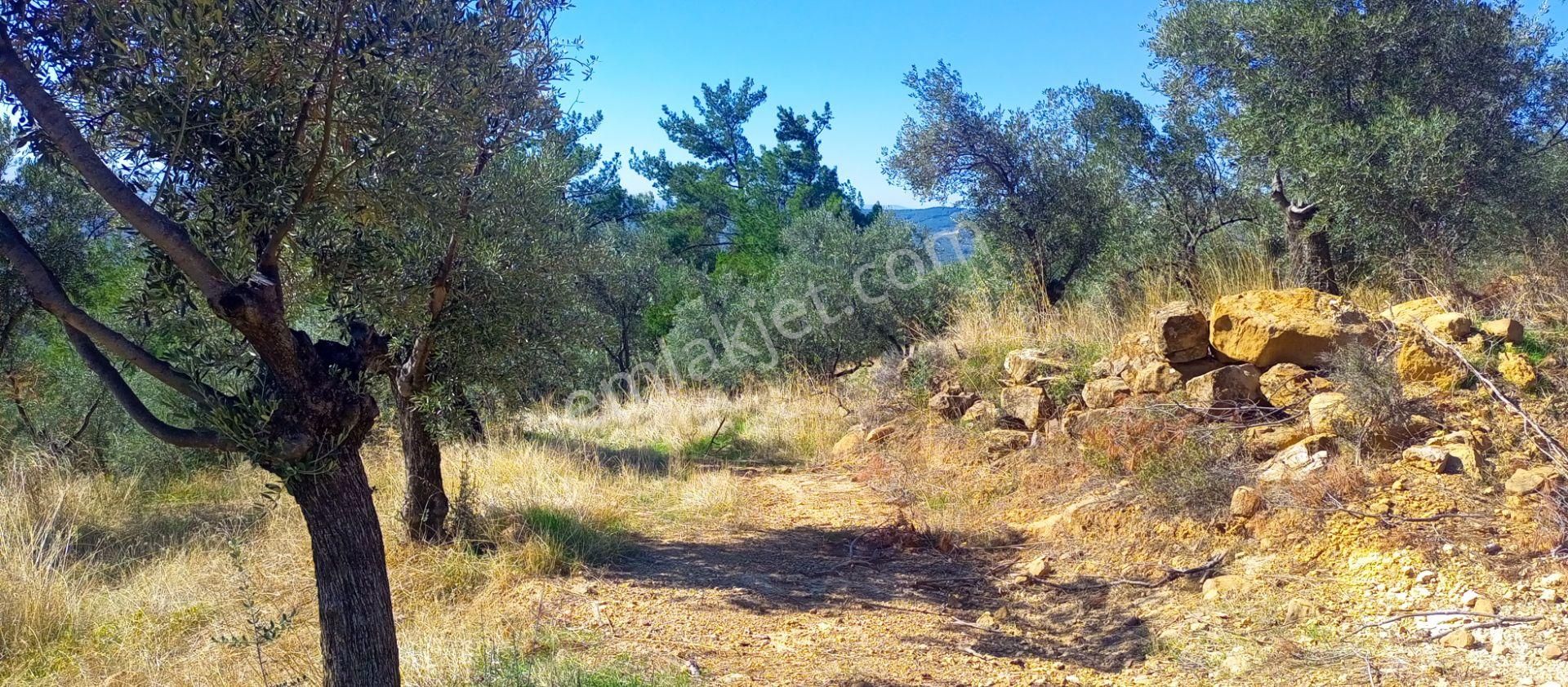 Torbalı Dirmil'de Muhteşem Manzaralı, Yolu Olan, İçinde Konteynır Olan 4260m2 Zeytinlik Satılıktır - Görsel 33
