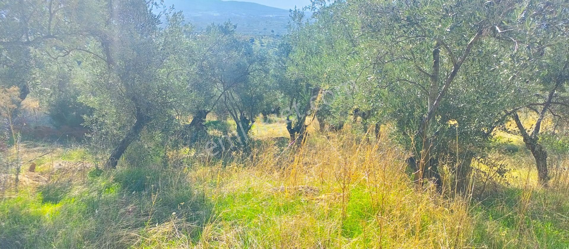 Torbalı Dirmil'de Muhteşem Manzaralı, Yolu Olan, İçinde Konteynır Olan 4260m2 Zeytinlik Satılıktır - Görsel 22
