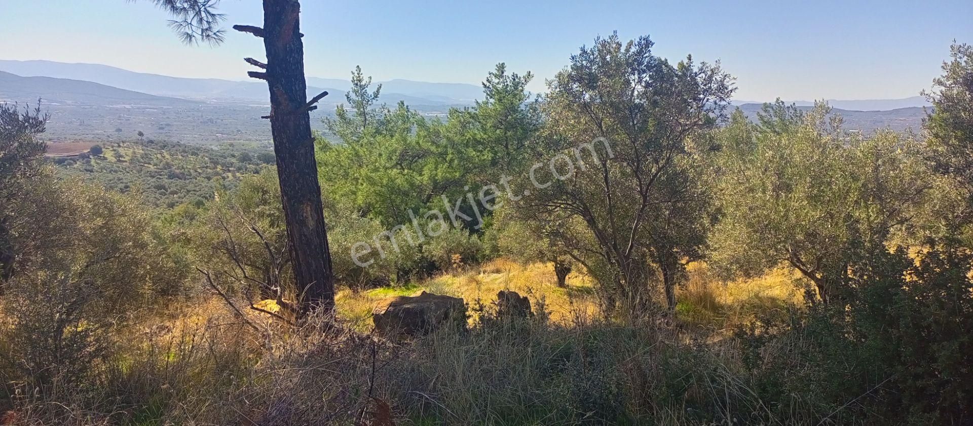 Torbalı Dirmil'de Muhteşem Manzaralı, Yolu Olan, İçinde Konteynır Olan 4260m2 Zeytinlik Satılıktır - Görsel 17