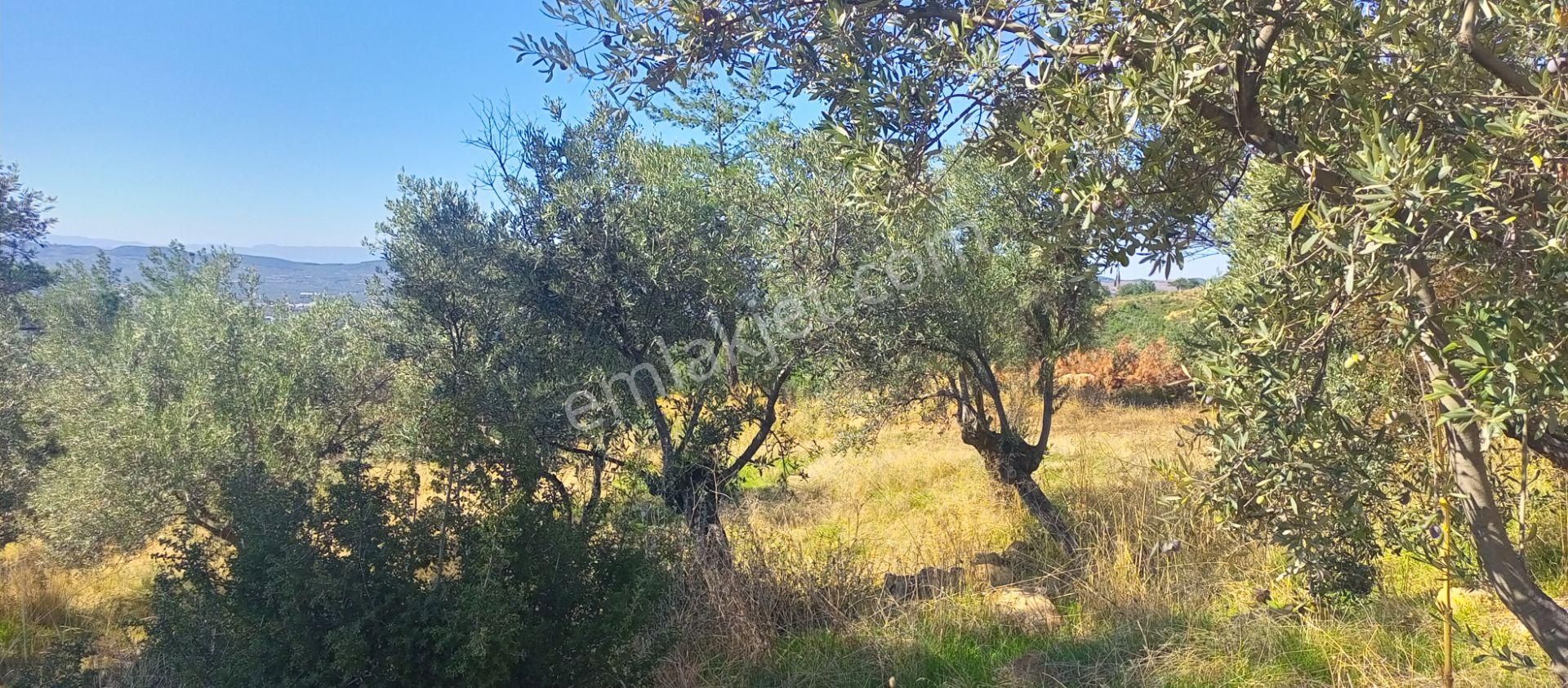 Torbalı Dirmil'de Muhteşem Manzaralı, Yolu Olan, İçinde Konteynır Olan 4260m2 Zeytinlik Satılıktır - Görsel 18
