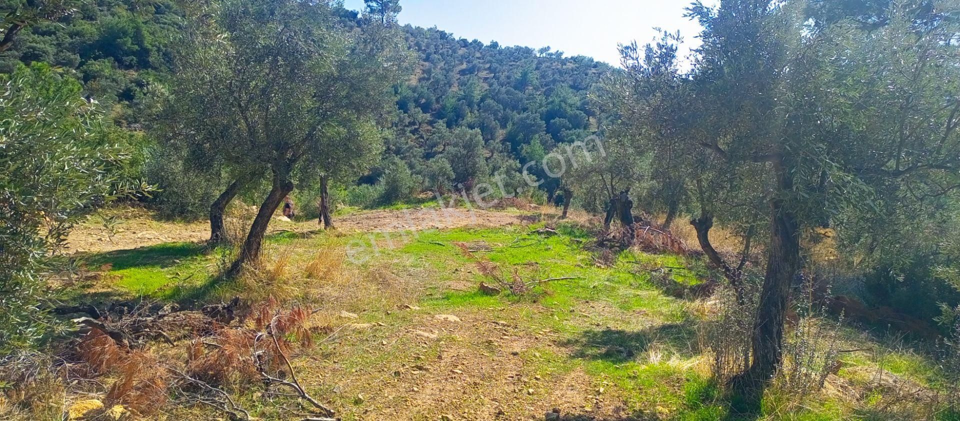 Torbalı Dirmil'de Muhteşem Manzaralı, Yolu Olan, İçinde Konteynır Olan 4260m2 Zeytinlik Satılıktır - Görsel 19