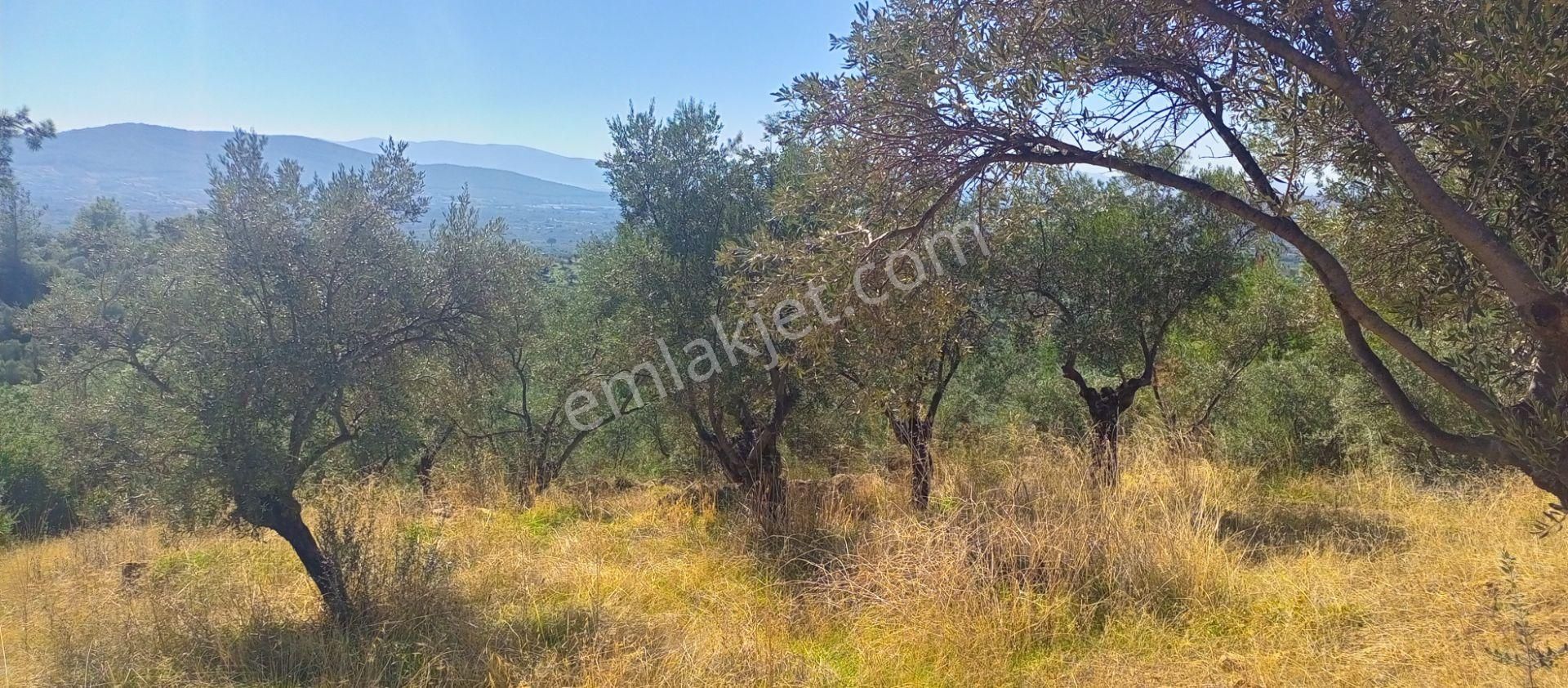 Torbalı Dirmil'de Muhteşem Manzaralı, Yolu Olan, İçinde Konteynır Olan 4260m2 Zeytinlik Satılıktır - Görsel 32