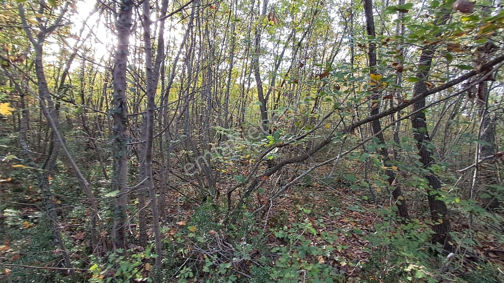 Akgün Kurumsal'dan Lengerli'de 5840m2 Satılık Fırsat Arsa - Görsel 7