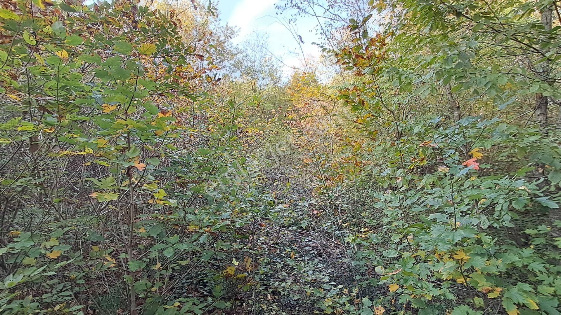 Akgün Kurumsal'dan Lengerli'de 5840m2 Satılık Fırsat Arsa - Görsel 14