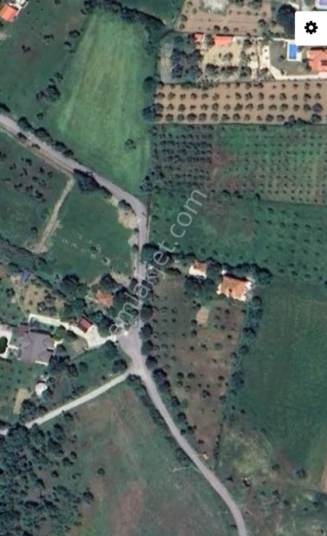 Urla Bademler Köyünde 4.217 M² Zeytin Ağaçlı Köy İçi Satılık Tarla 🌿 - Görsel 3