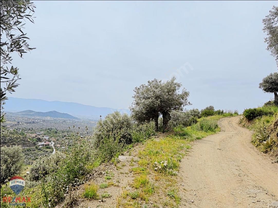 İzmir – Bayındır’da Satılık Fırsat Zeytinlik - Görsel 8