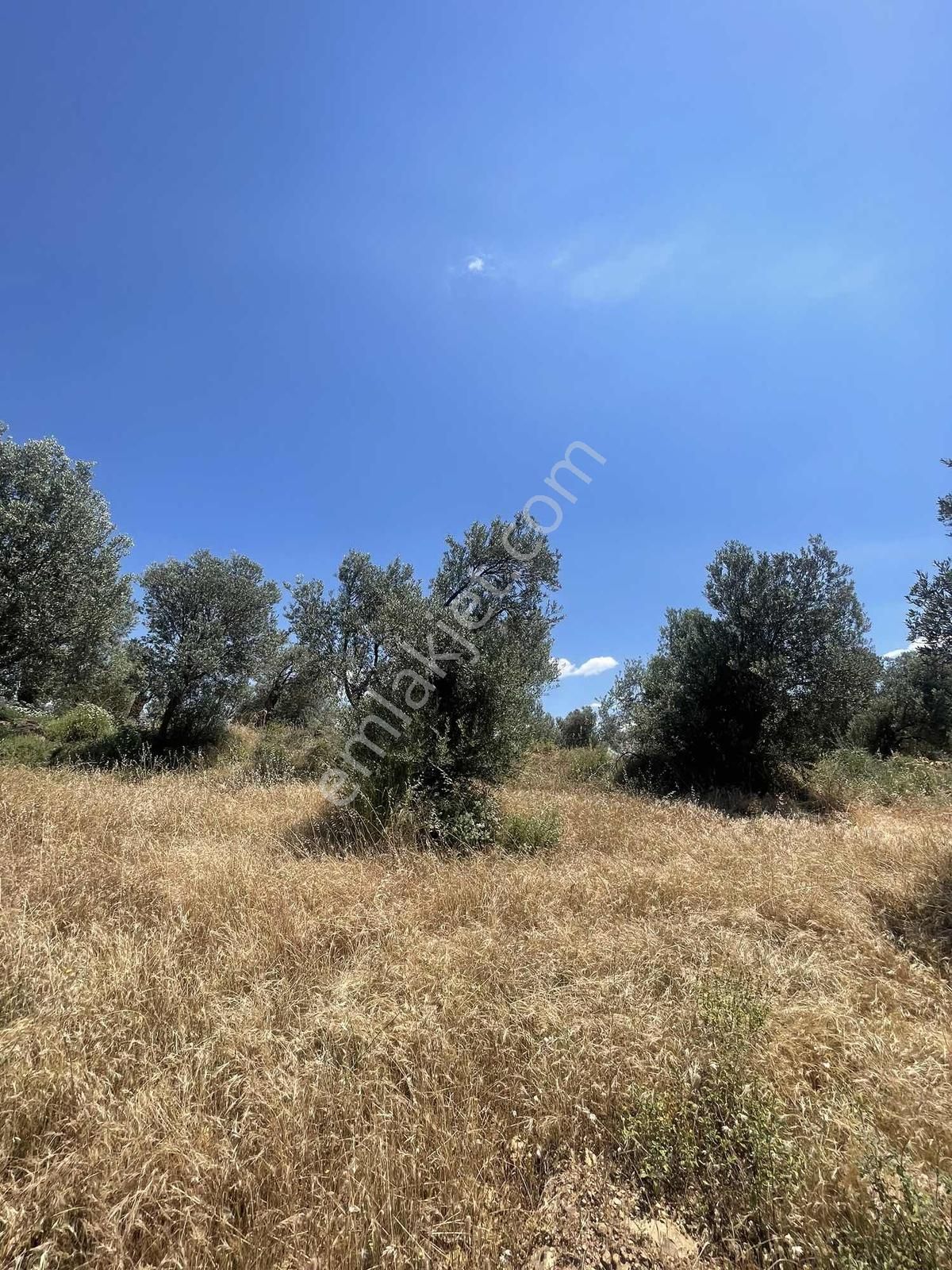 -doğanın Kalbinde, Zeytinin Bereketinde Bir Yaşam Sizi Bekliyor- - Görsel 5