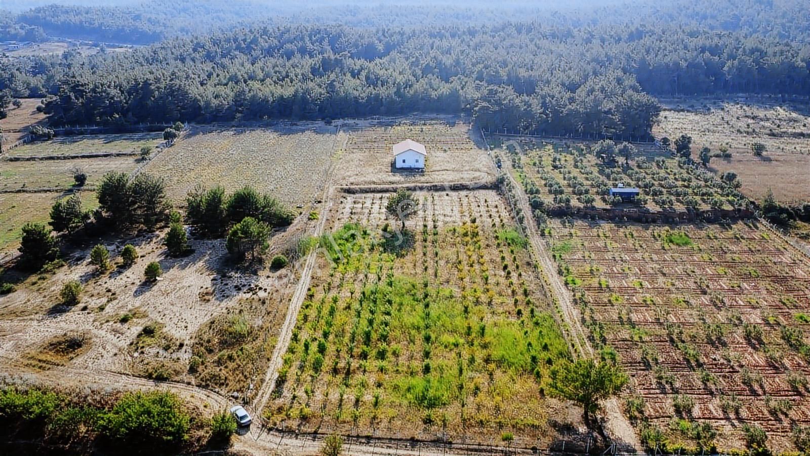 Doğayla İç İçe Organik Tarım Arazisi Yatırım Ve Yaşam İçin - Görsel 2