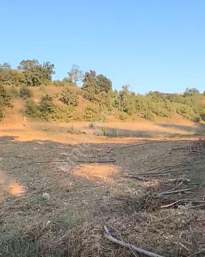 Kandıra Nasuhlarda Acil Satılık Tarl - Görsel 4